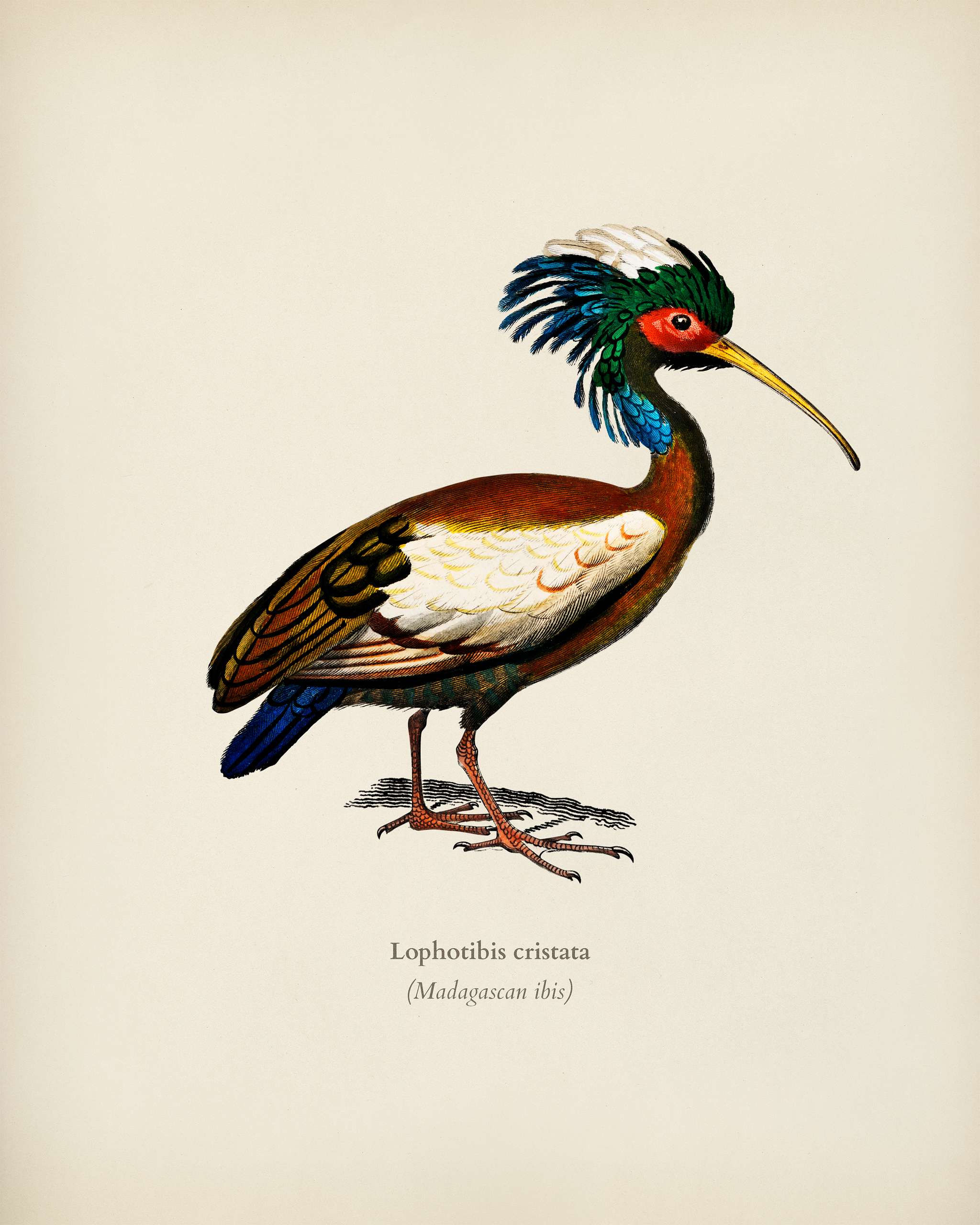 Madagascan ibis (Lophotibis cristata) illustrated by Charles Dessalines D' Orbigny (1806-1876). Digitally enhanced from... Madagascan ibis (Lophotibis cristata) illustrated by Charles Dessalines D' Orbigny (1806-1876). Digitally enhanced from...