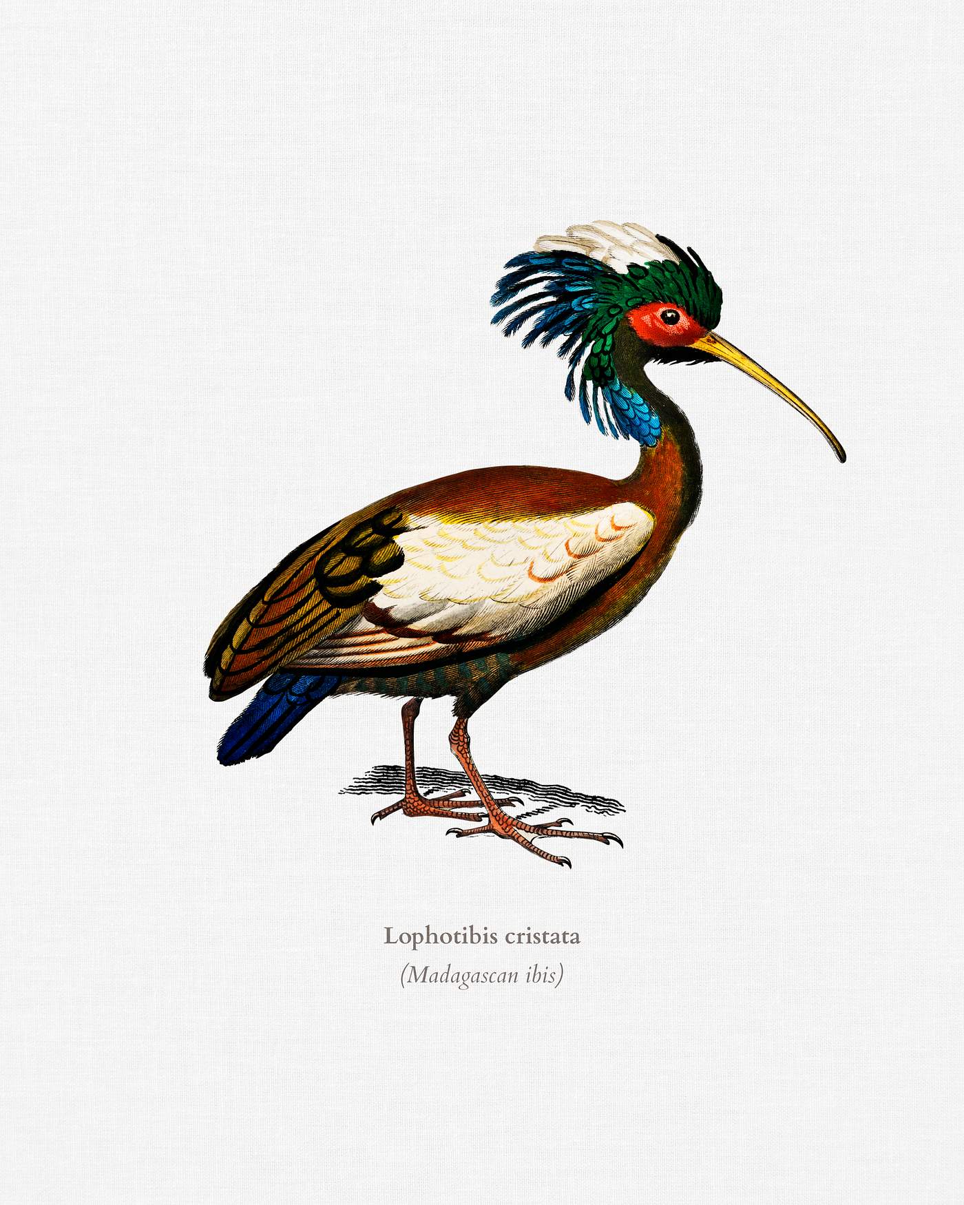 Madagascan ibis (Lophotibis cristata) illustrated by Charles Dessalines D' Orbigny (1806-1876). Digitally enhanced from... Madagascan ibis (Lophotibis cristata) illustrated by Charles Dessalines D' Orbigny (1806-1876). Digitally enhanced from...