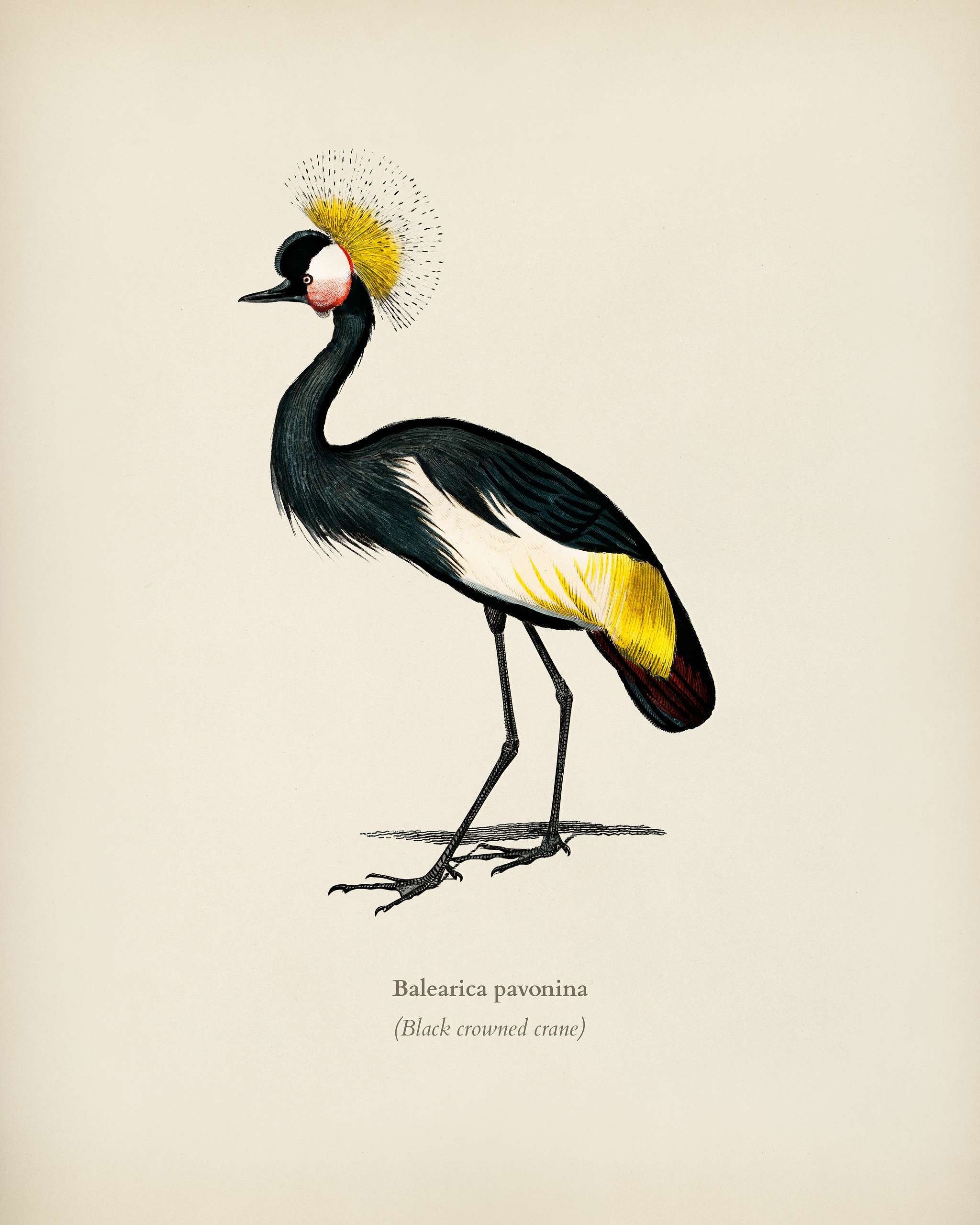 Black crowned crane (Balearica pavonina) illustrated by Charles Dessalines D' Orbigny (1806-1876). Digitally enhanced... Black crowned crane (Balearica pavonina) illustrated by Charles Dessalines D' Orbigny (1806-1876). Digitally enhanced...