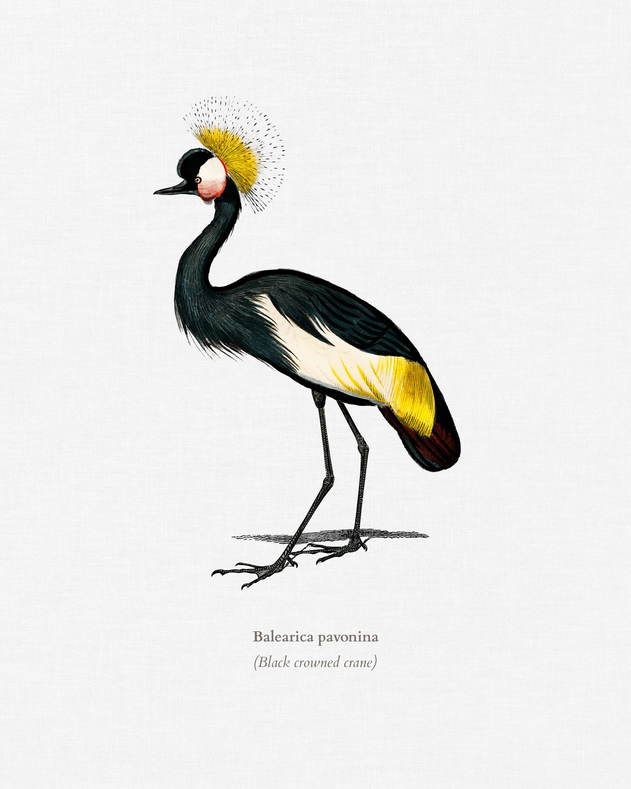Black crowned crane (Balearica pavonina) illustrated by Charles Dessalines D' Orbigny (1806-1876). Digitally enhanced... Black crowned crane (Balearica pavonina) illustrated by Charles Dessalines D' Orbigny (1806-1876). Digitally enhanced...