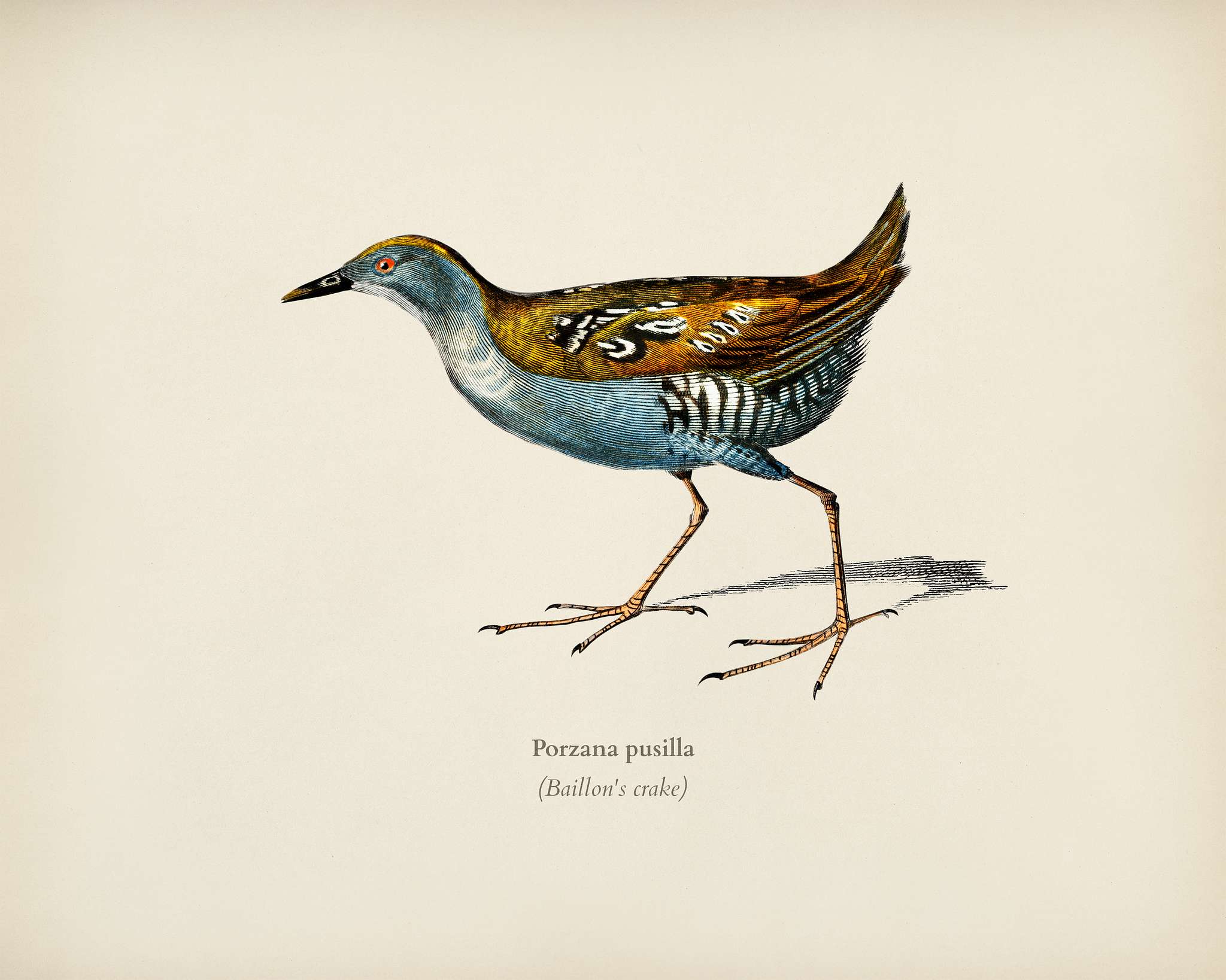 Baillon's crake (Porzana pusilla) illustrated by Charles Dessalines D' Orbigny (1806-1876). Digitally enhanced from... Baillon's crake (Porzana pusilla) illustrated by Charles Dessalines D' Orbigny (1806-1876). Digitally enhanced from...