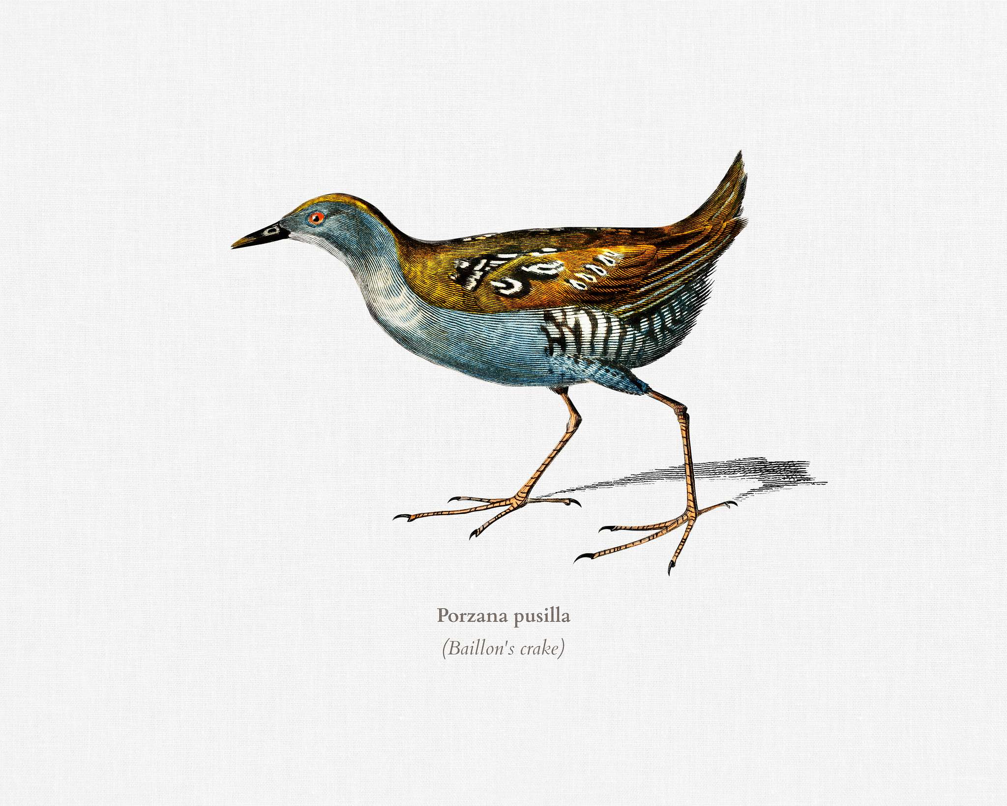 Baillon's crake (Porzana pusilla) illustrated by Charles Dessalines D' Orbigny (1806-1876). Digitally enhanced from... Baillon's crake (Porzana pusilla) illustrated by Charles Dessalines D' Orbigny (1806-1876). Digitally enhanced from...