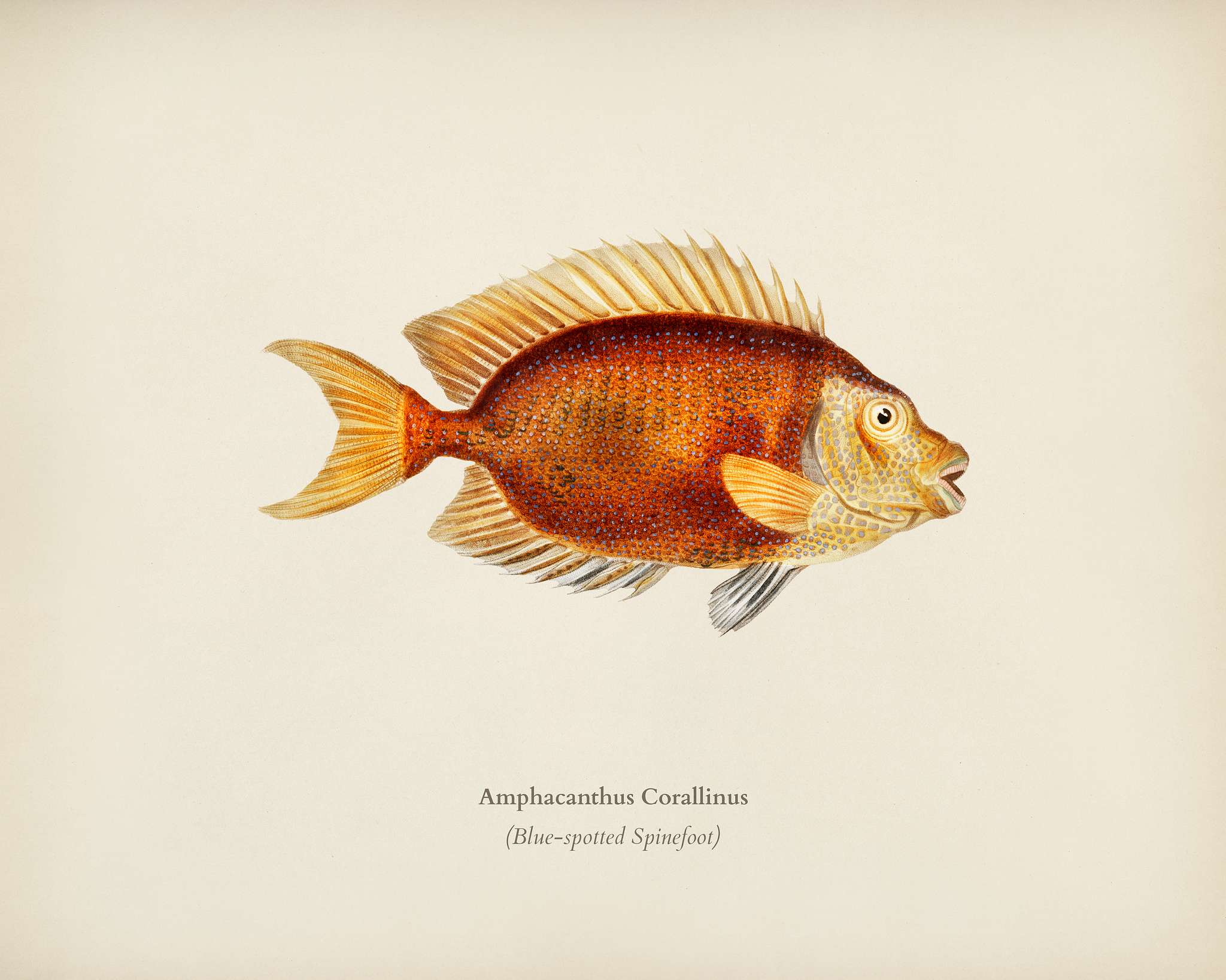 Blue-spotted Spinefoot (Amphacanthus Corallinus) illustrated by Charles Dessalines D' Orbigny (1806-1876). Digitally... Blue-spotted Spinefoot (Amphacanthus Corallinus) illustrated by Charles Dessalines D' Orbigny (1806-1876). Digitally...