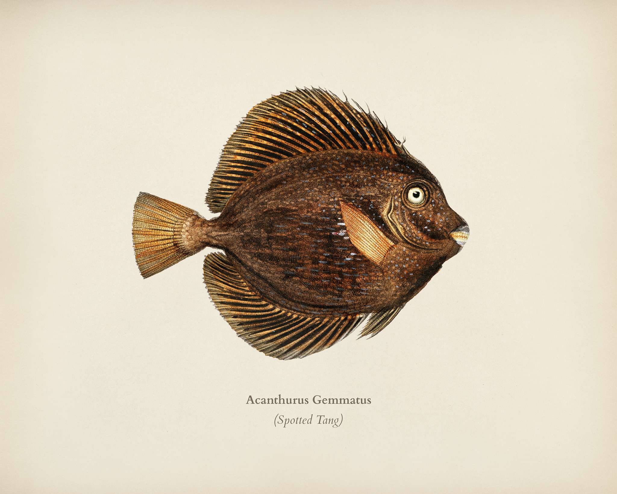 Spotted Tang (Acanthurus Gemmatus) illustrated by Charles Dessalines D' Orbigny (1806-1876). Digitally enhanced from our... Spotted Tang (Acanthurus Gemmatus) illustrated by Charles Dessalines D' Orbigny (1806-1876). Digitally enhanced from our...