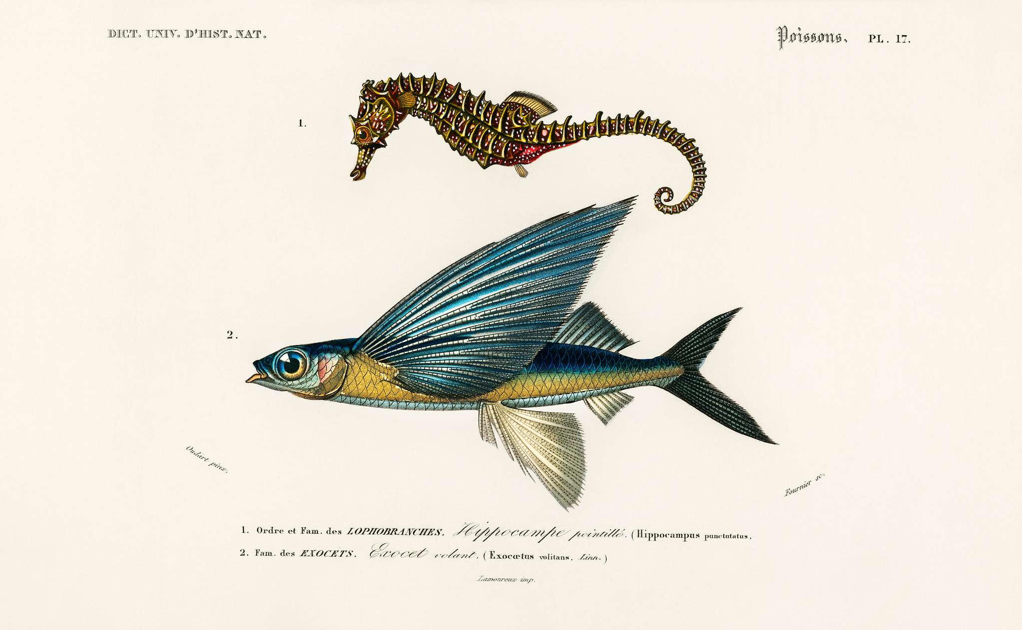 Lined seahorse (Hippocampus Erectus) and Stropical two wing flying fish (Exocoetus Volitan) illustrated by Charles... Lined seahorse (Hippocampus Erectus) and Stropical two wing flying fish (Exocoetus Volitan) illustrated by Charles...