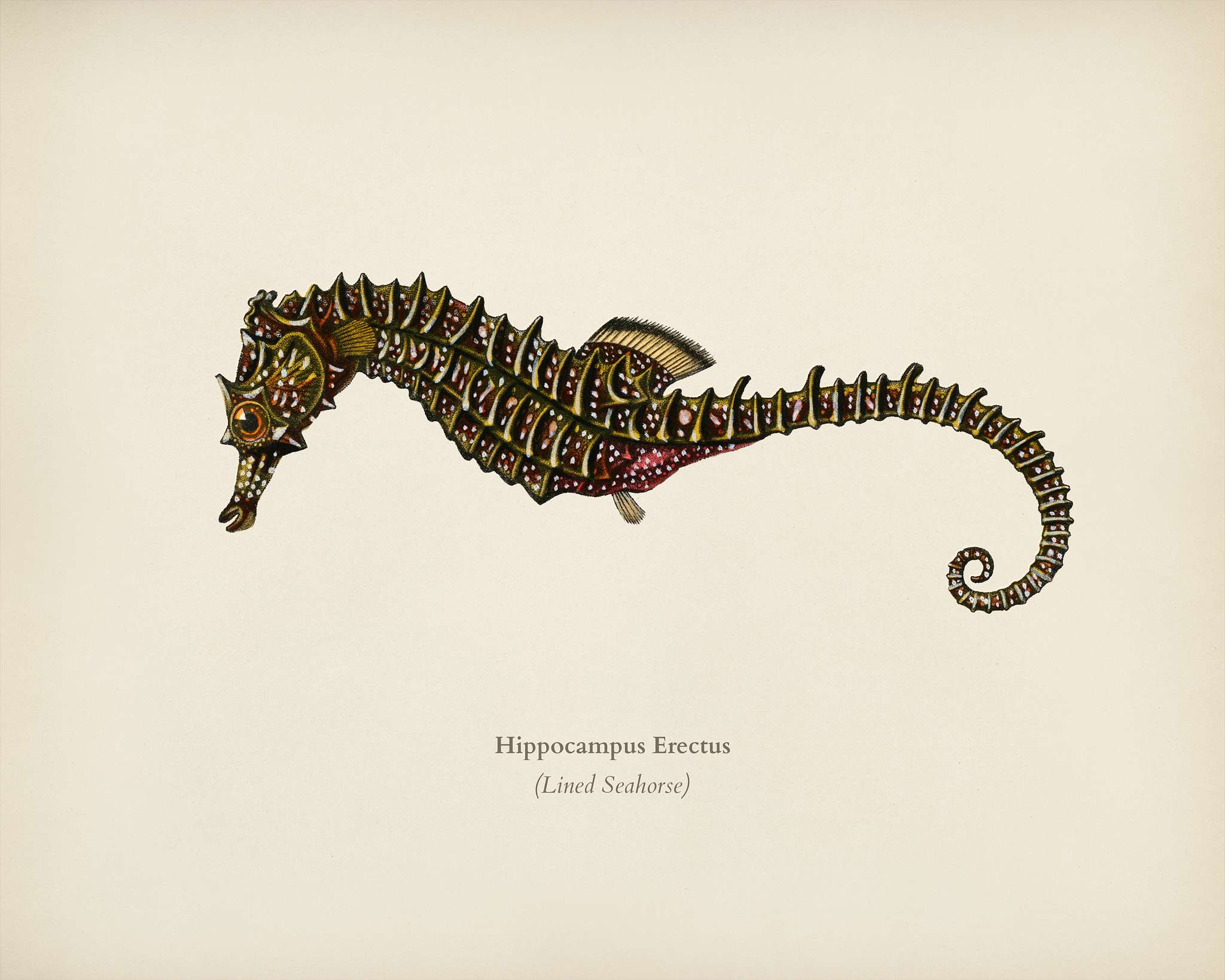 Lined seahorse (Hippocampus Erectus) illustrated by Charles Dessalines D' Orbigny (1806-1876). Digitally enhanced from... Lined seahorse (Hippocampus Erectus) illustrated by Charles Dessalines D' Orbigny (1806-1876). Digitally enhanced from...