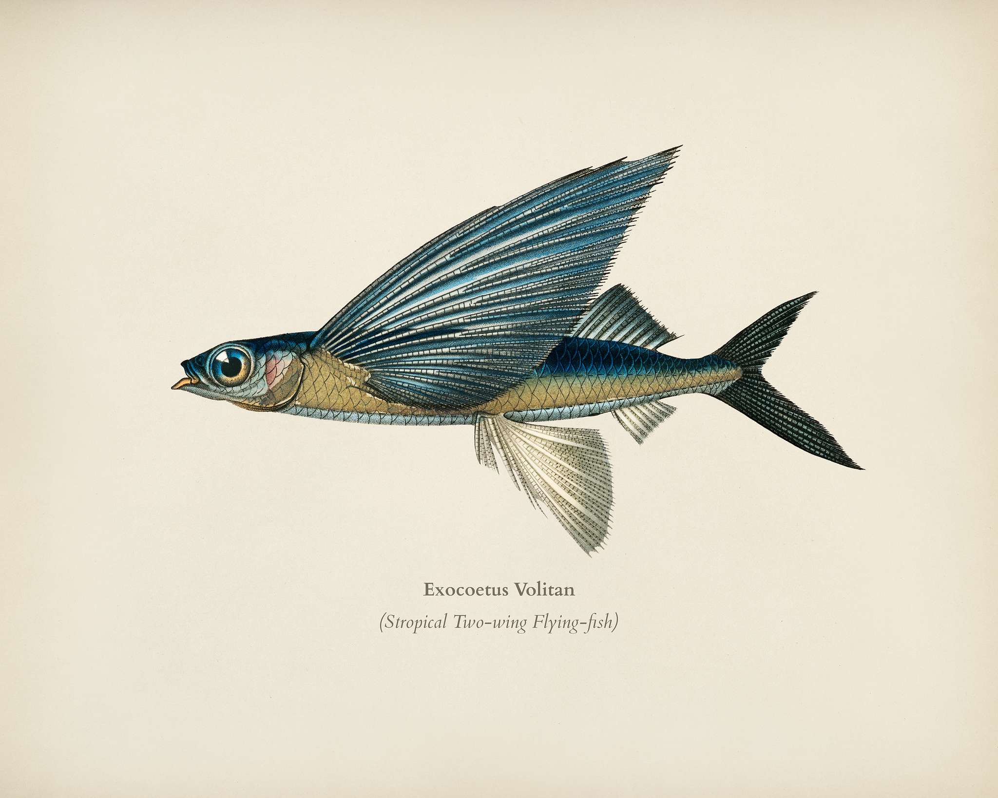 Stropical two wing flying fish (Exocoetus Volitan) illustrated by Charles Dessalines D' Orbigny (1806-1876). Digitally... Stropical two wing flying fish (Exocoetus Volitan) illustrated by Charles Dessalines D' Orbigny (1806-1876). Digitally...