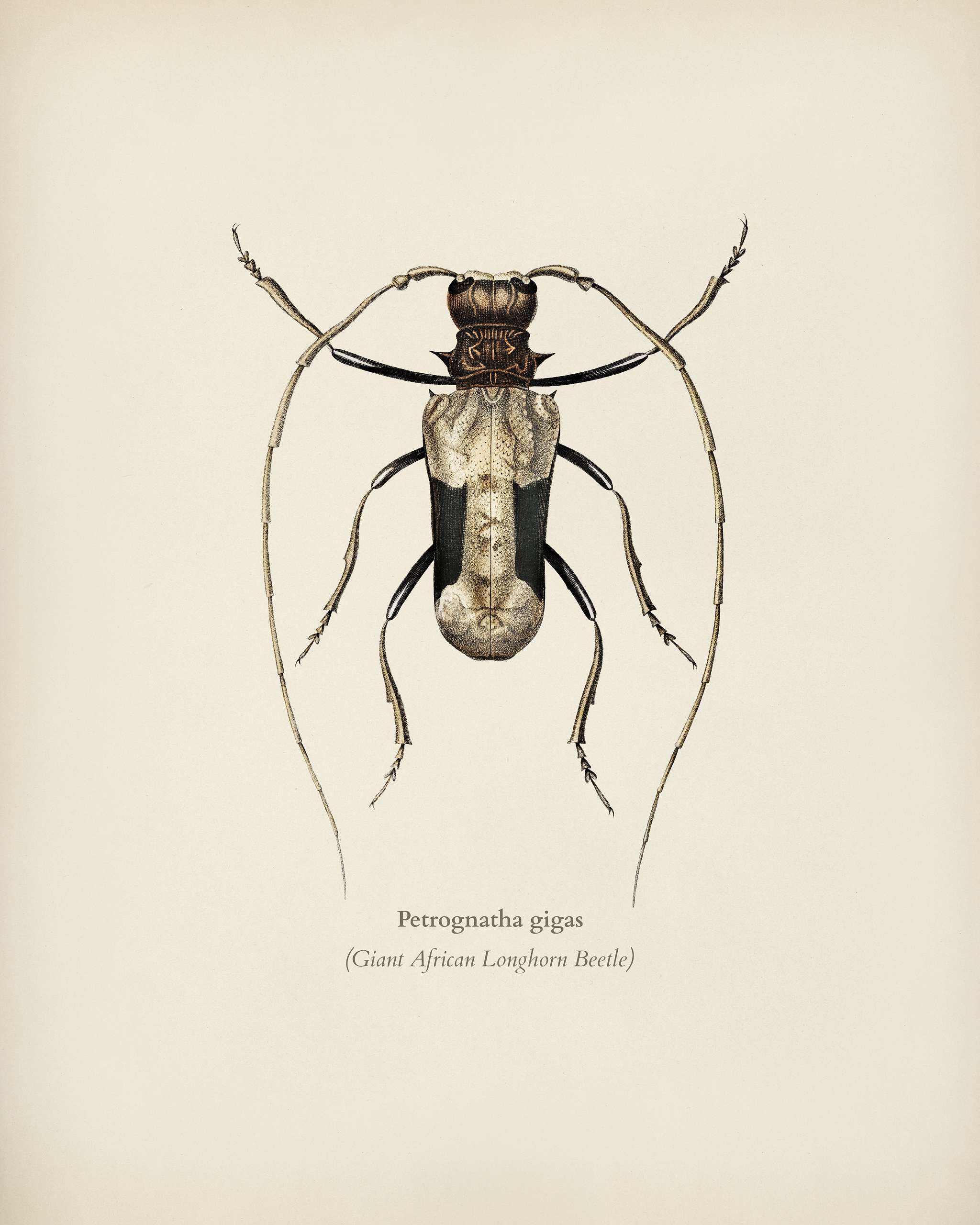 Giant African Longhorn Beetle (Petrognatha gigas) illustrated by Charles Dessalines D' Orbigny (1806-1876). Digitally... Giant African Longhorn Beetle (Petrognatha gigas) illustrated by Charles Dessalines D' Orbigny (1806-1876). Digitally...