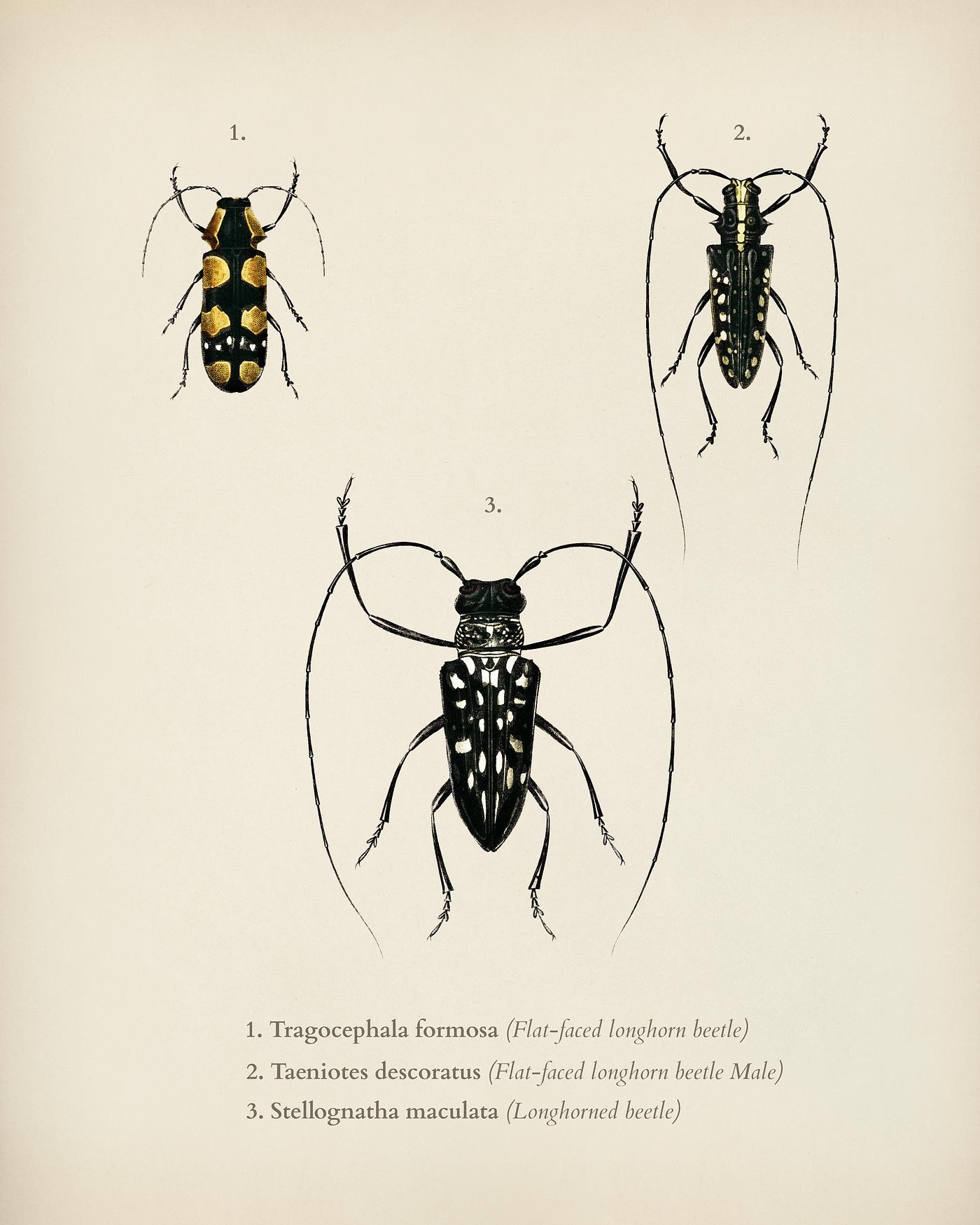 Different types of insects illustrated by Charles Dessalines D' Orbigny (1806-1876). Digitally enhanced from our own... Different types of insects illustrated by Charles Dessalines D' Orbigny (1806-1876). Digitally enhanced from our own...
