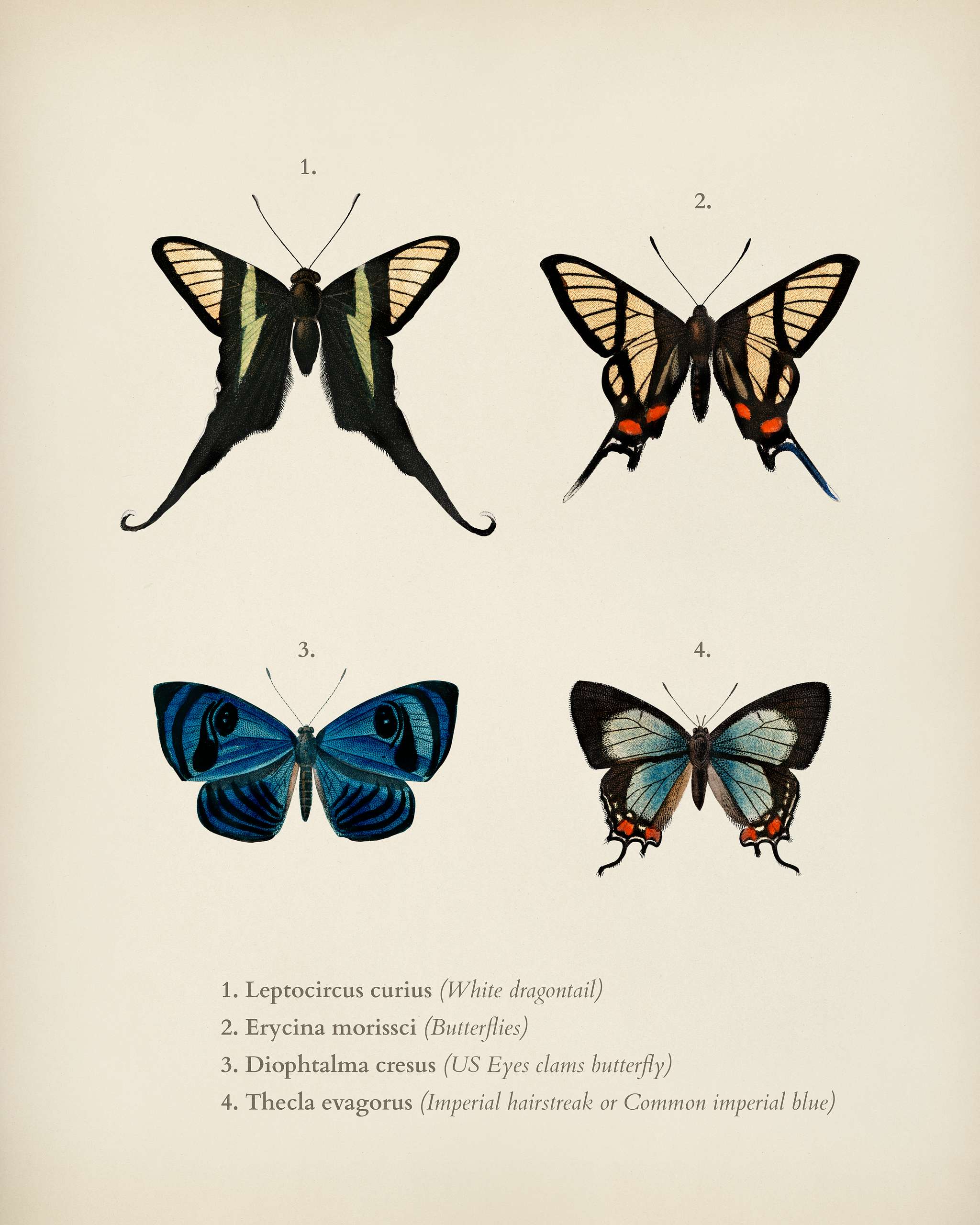 Collection of hand drawings of butterflies illustrated by Charles Dessalines D' Orbigny (1806-1876). Digitally enhanced... Collection of hand drawings of butterflies illustrated by Charles Dessalines D' Orbigny (1806-1876). Digitally enhanced...