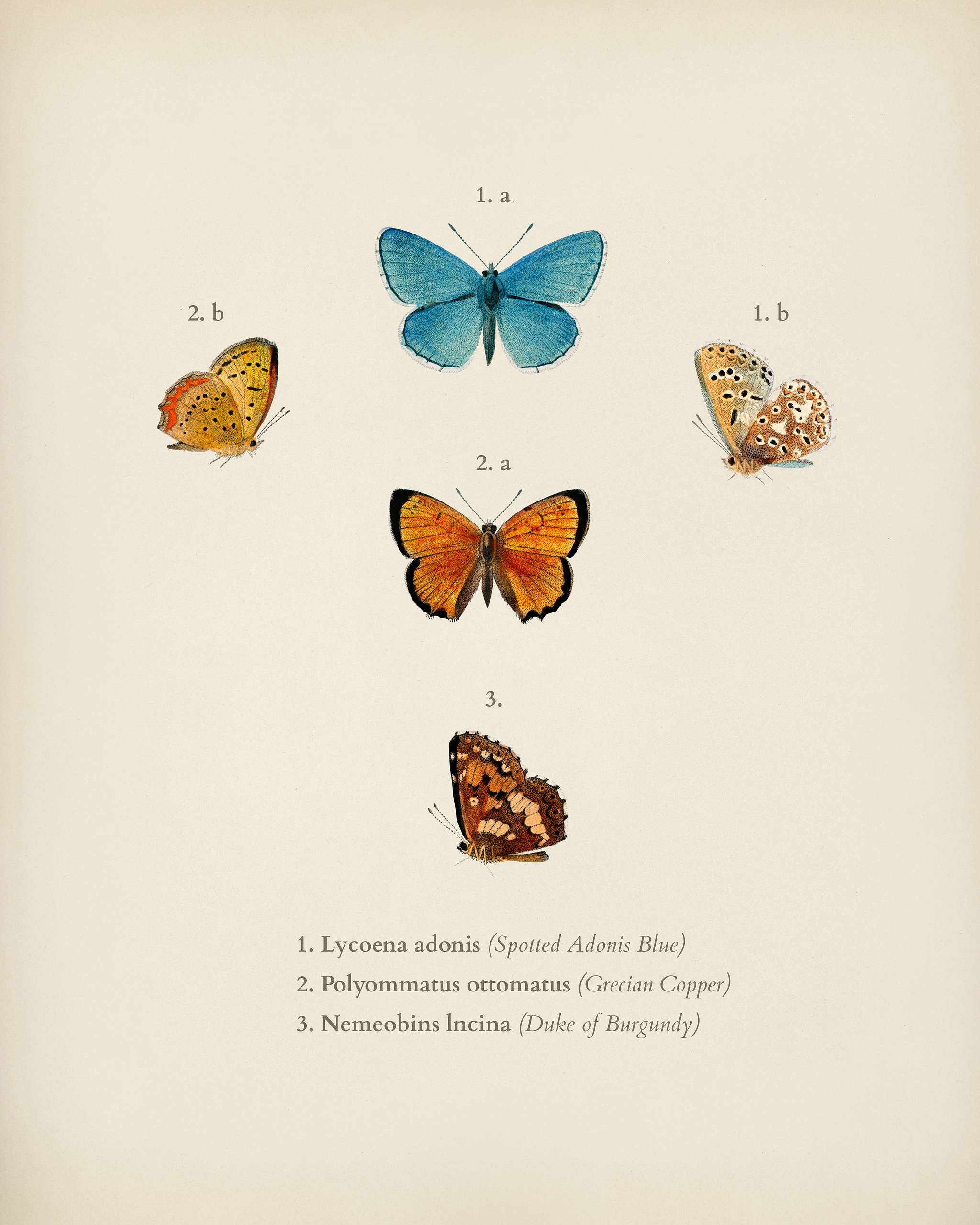 Collection of hand drawings of butterflies illustrated by Charles Dessalines D' Orbigny (1806-1876). Digitally enhanced... Collection of hand drawings of butterflies illustrated by Charles Dessalines D' Orbigny (1806-1876). Digitally enhanced...