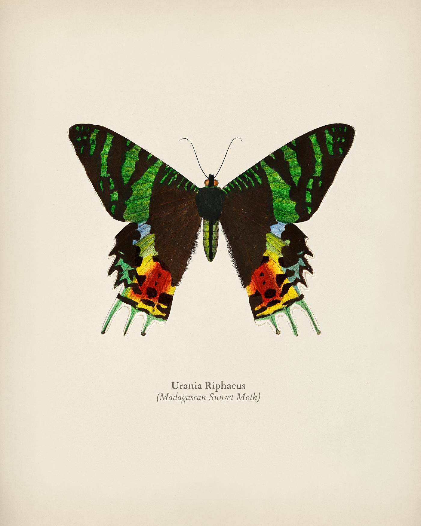 Madagascan Sunset Moth (Urania Riphaeus) illustrated by Charles Dessalines D' Orbigny (1806-1876). Digitally enhanced... Madagascan Sunset Moth (Urania Riphaeus) illustrated by Charles Dessalines D' Orbigny (1806-1876). Digitally enhanced...