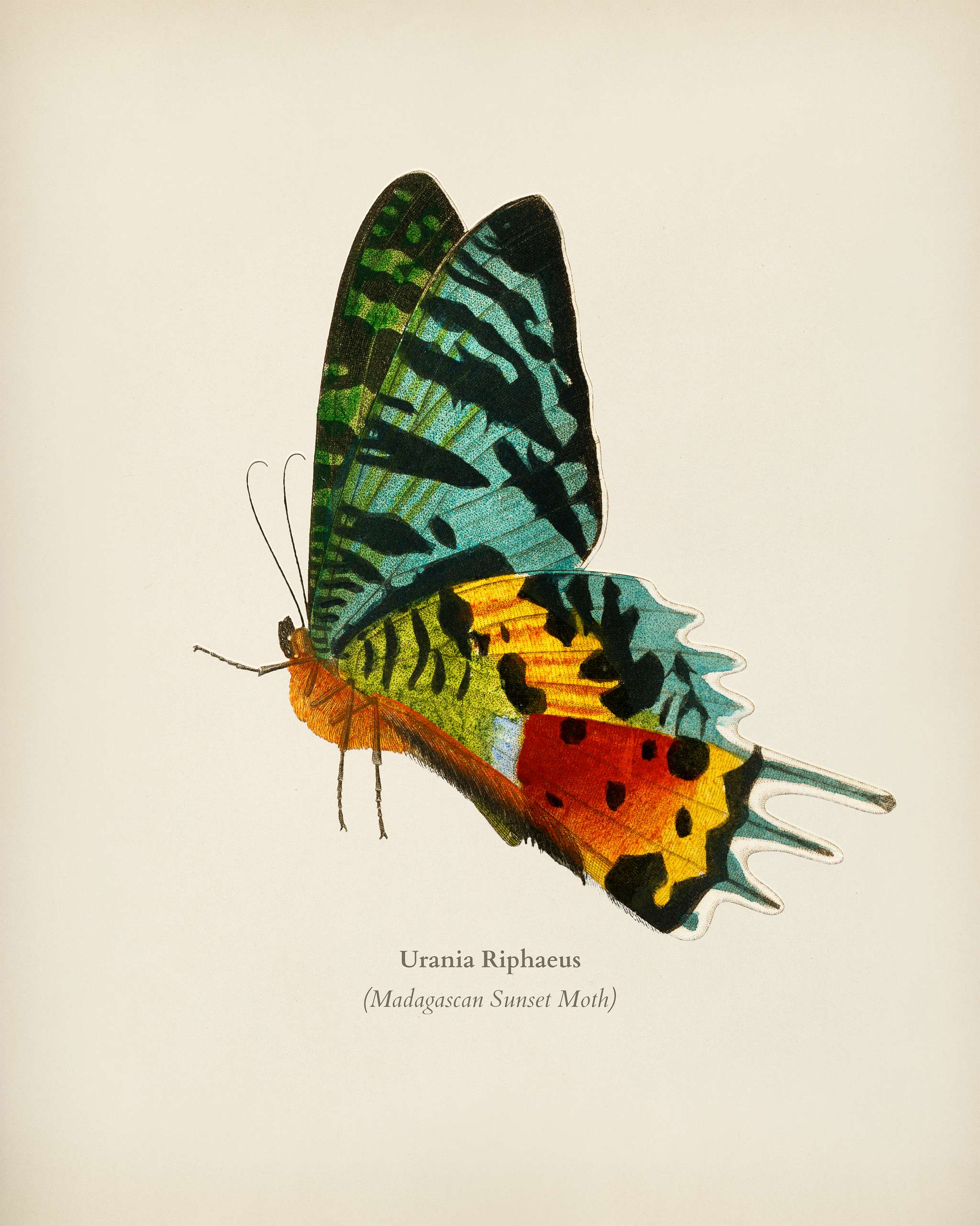 Madagascan Sunset Moth (Urania Riphaeus) illustrated by Charles Dessalines D' Orbigny (1806-1876). Digitally enhanced... Madagascan Sunset Moth (Urania Riphaeus) illustrated by Charles Dessalines D' Orbigny (1806-1876). Digitally enhanced...
