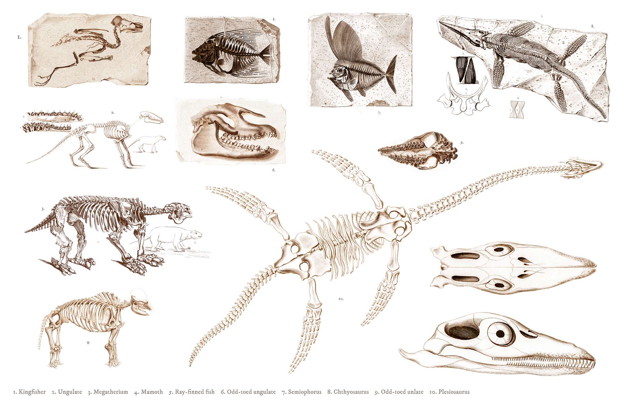 Different types of ancient fossils illustrated by Charles Dessalines D' Orbigny (1806-1876). Digitally enhanced from our... Different types of ancient fossils illustrated by Charles Dessalines D' Orbigny (1806-1876). Digitally enhanced from our...