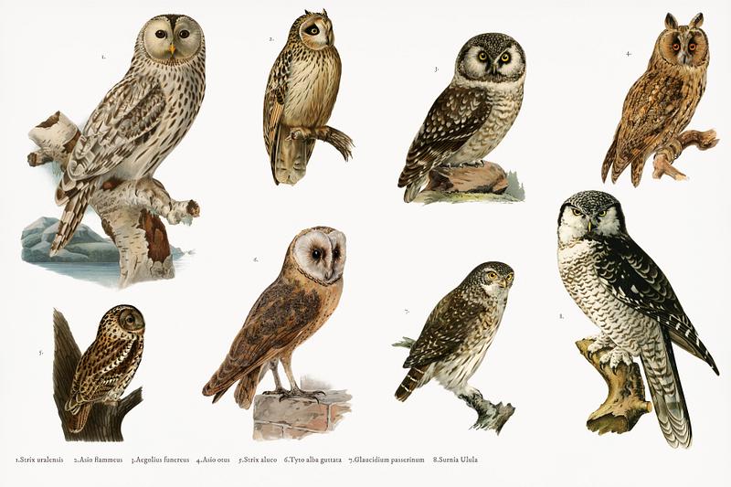 Hand drawing set of owls illustrated by the von Wright brothers. Digitally enhanced from our own 1929 folio version of Svenska Fåglar Efter Naturen Och Pa Sten Ritade. Hand drawing set of owls illustrated by the von Wright brothers. Digitally enhanced from our own 1929 folio version of…