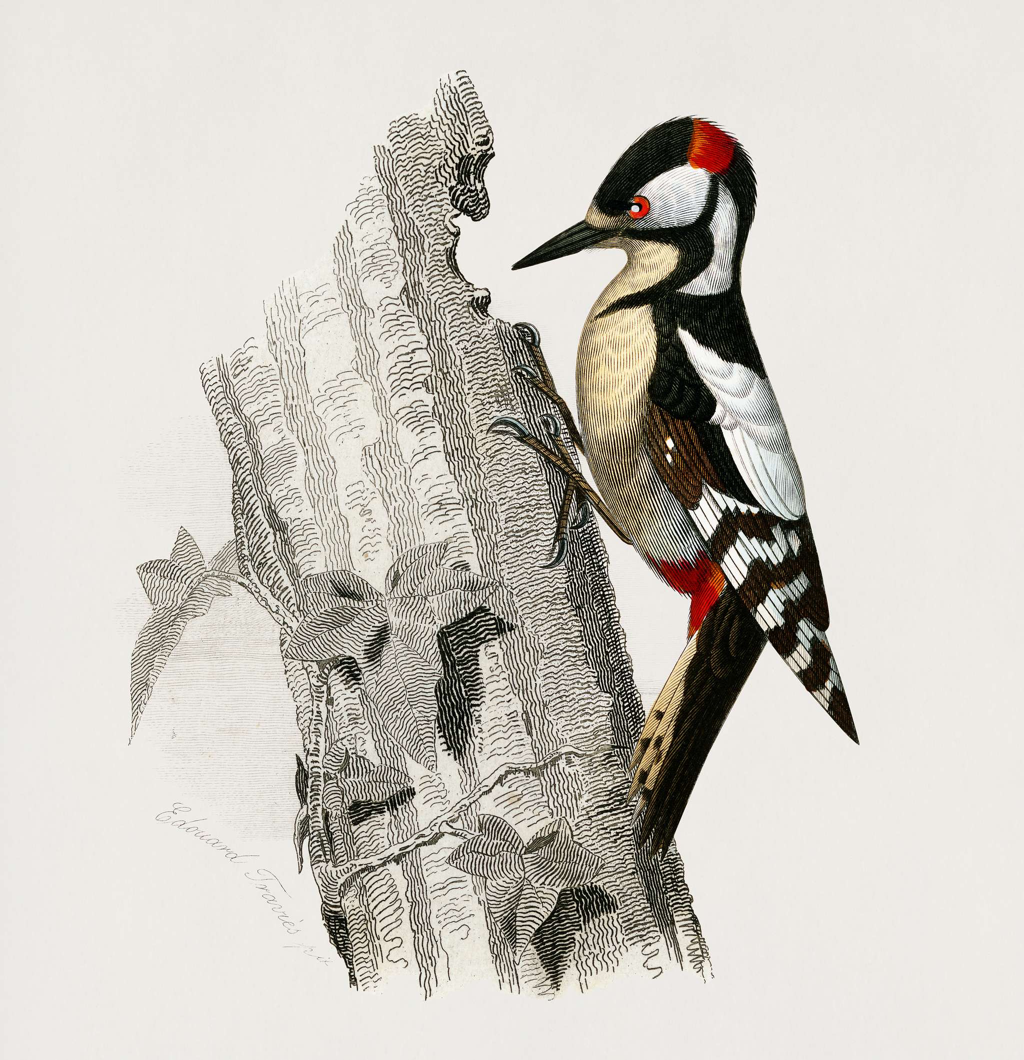 Great spotted woodpecker (Picus major) illustrated by Charles Dessalines D' Orbigny (1806-1876). Digitally enhanced from... Great spotted woodpecker (Picus major) illustrated by Charles Dessalines D' Orbigny (1806-1876). Digitally enhanced from...
