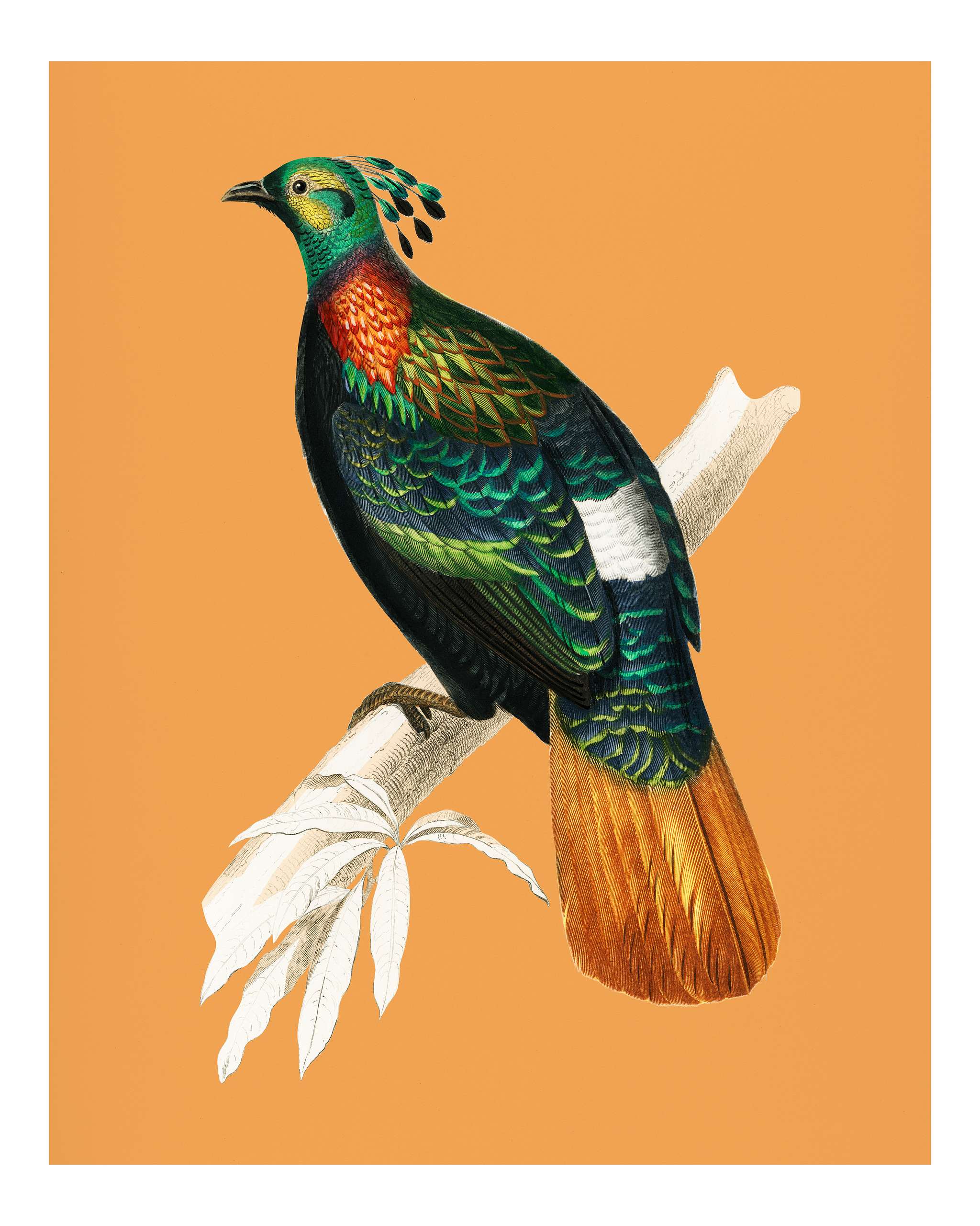 Himalayan monal (Lophophorus refulgens) illustrated by Charles Dessalines D' Orbigny (1806-1876). Digitally enhanced... Himalayan monal (Lophophorus refulgens) illustrated by Charles Dessalines D' Orbigny (1806-1876). Digitally enhanced...