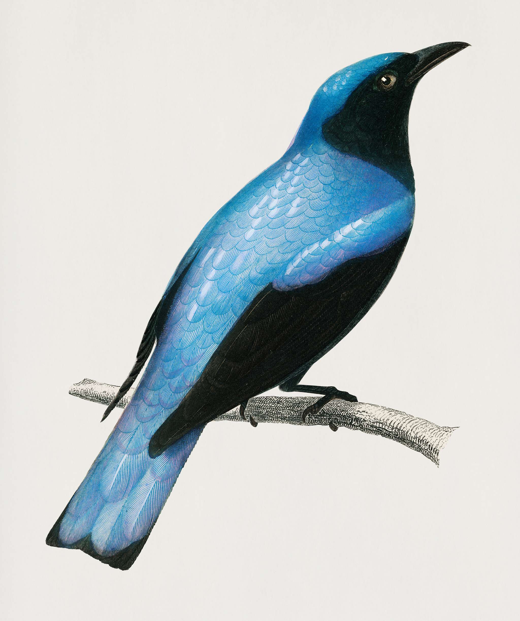 Square-tailed drongo (Edoius caerulescens) illustrated by Charles Dessalines D' Orbigny (1806-1876). Digitally enhanced... Square-tailed drongo (Edoius caerulescens) illustrated by Charles Dessalines D' Orbigny (1806-1876). Digitally enhanced...