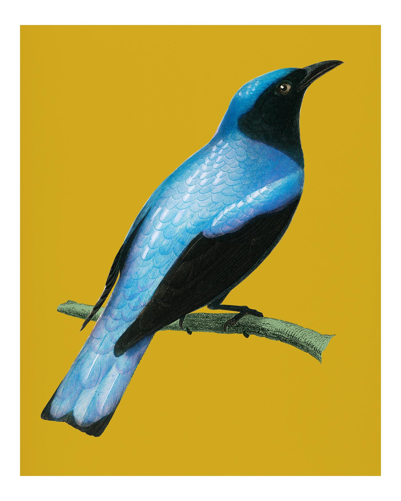 Vintage Illustration of Square-tailed drongo (Edoius caerulescens) Vintage Illustration of Square-tailed drongo (Edoius caerulescens)