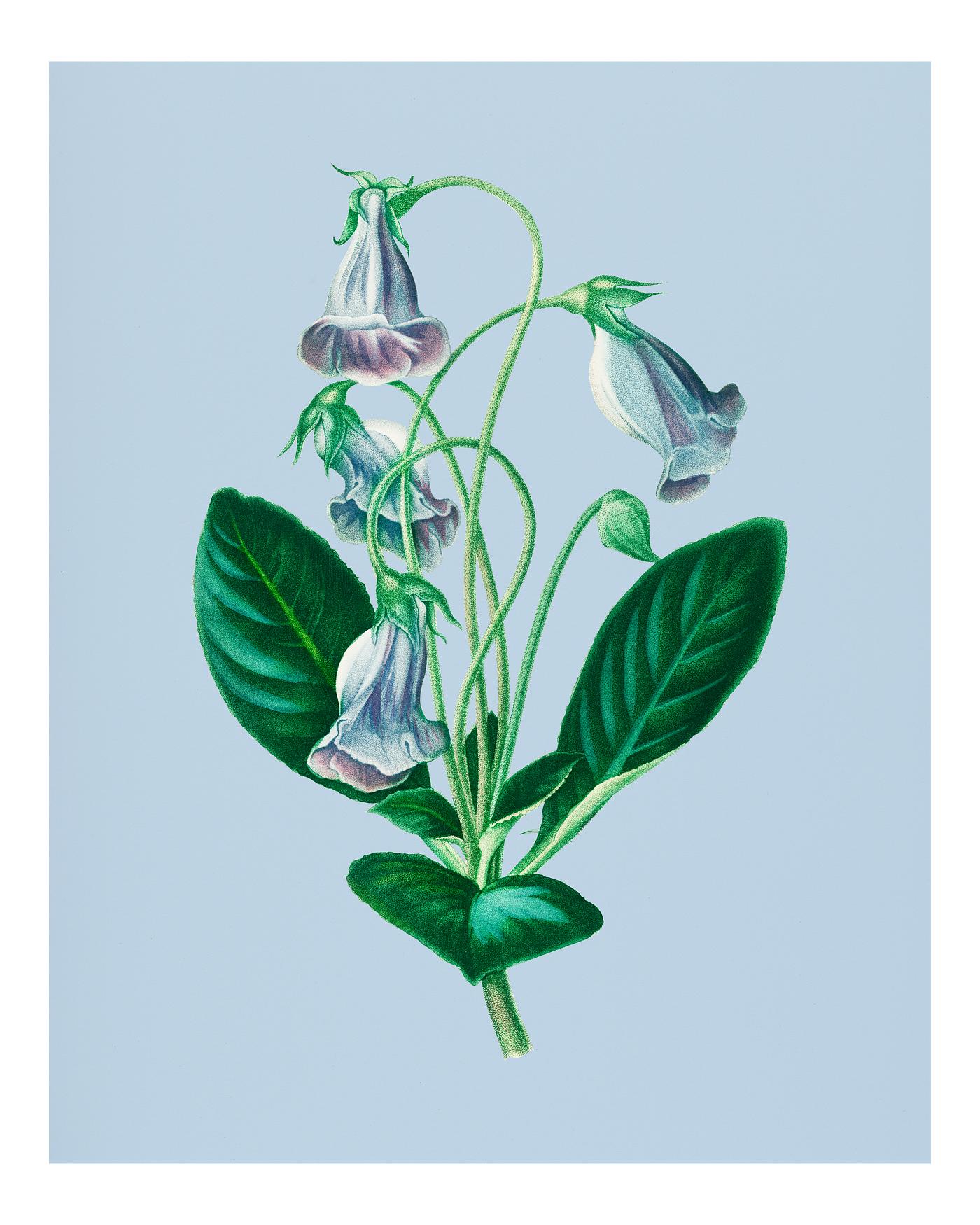 Vintage Illustration of Brazilian gloxinia or Florist's gloxinia (Gloxinia caulescente) Vintage Illustration of Brazilian gloxinia or Florist's gloxinia (Gloxinia caulescente)