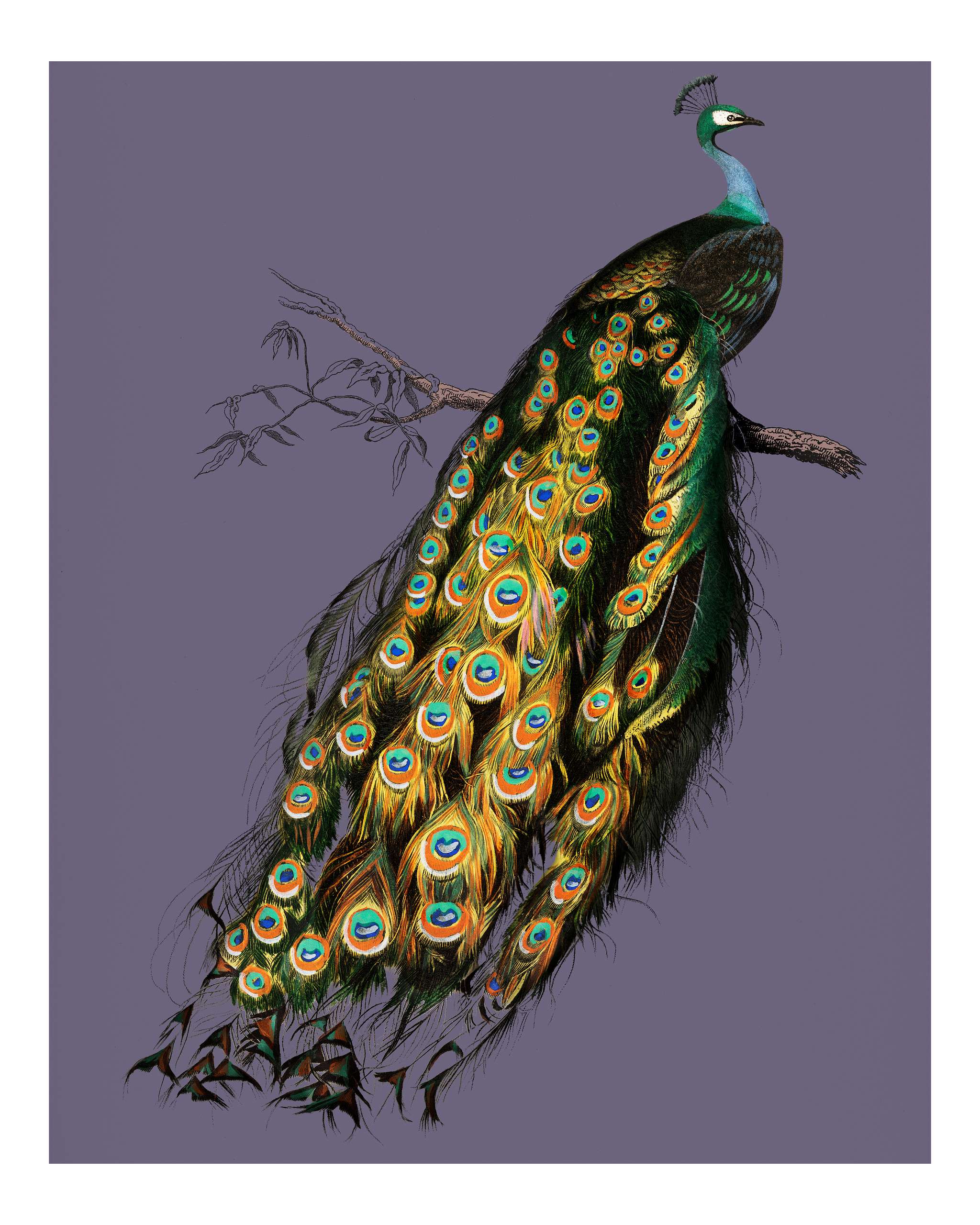Indian peafowl (Pavo Cristatus) illustrated by Charles Dessalines D' Orbigny (1806-1876). Digitally enhanced from our... Indian peafowl (Pavo Cristatus) illustrated by Charles Dessalines D' Orbigny (1806-1876). Digitally enhanced from our...