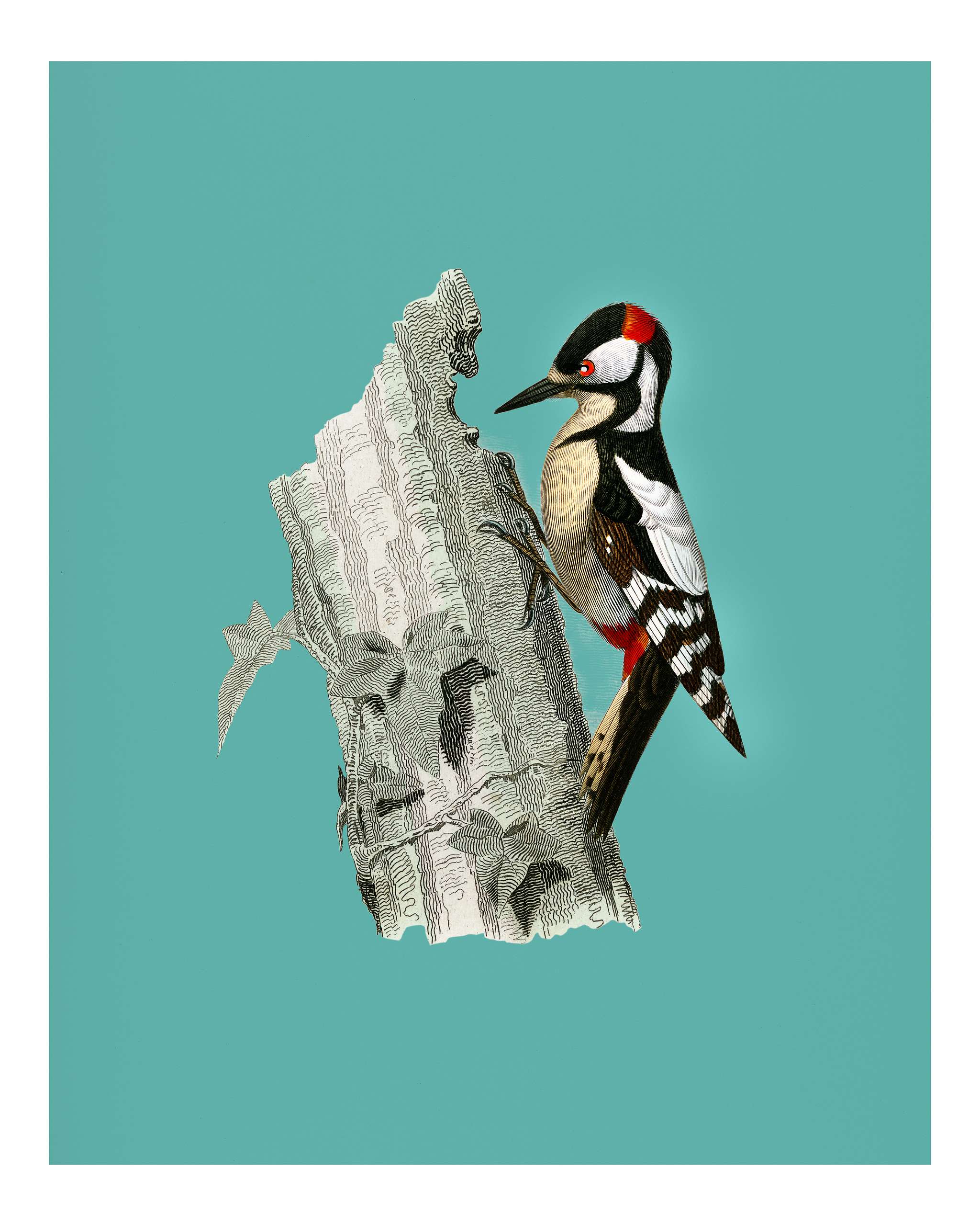 Great spotted woodpecker (Picus major) illustrated by Charles Dessalines D' Orbigny (1806-1876). Digitally enhanced from... Great spotted woodpecker (Picus major) illustrated by Charles Dessalines D' Orbigny (1806-1876). Digitally enhanced from...