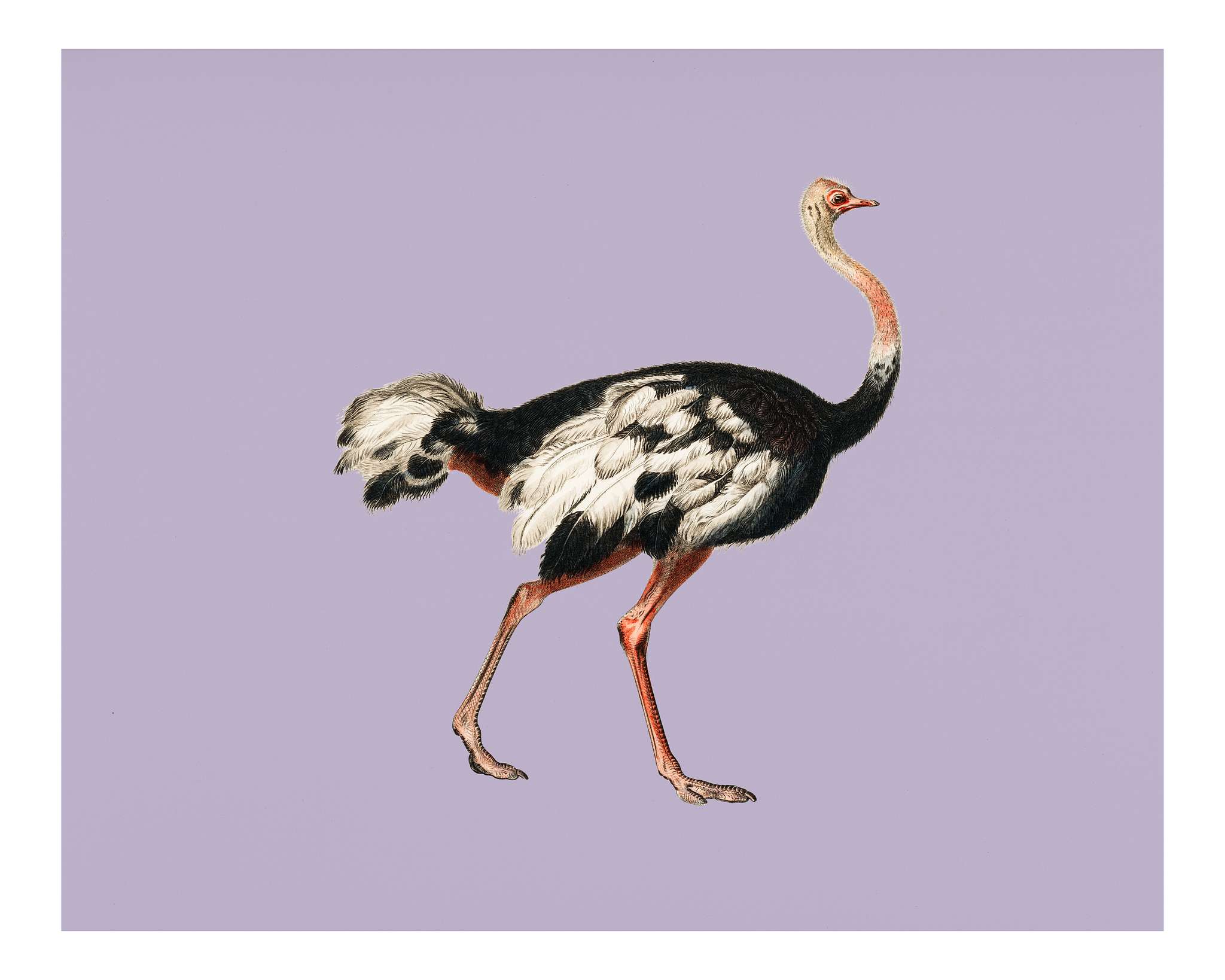 Common ostrich (Struthio camelus) illustrated by Charles Dessalines D' Orbigny (1806-1876). Digitally enhanced from our... Common ostrich (Struthio camelus) illustrated by Charles Dessalines D' Orbigny (1806-1876). Digitally enhanced from our...