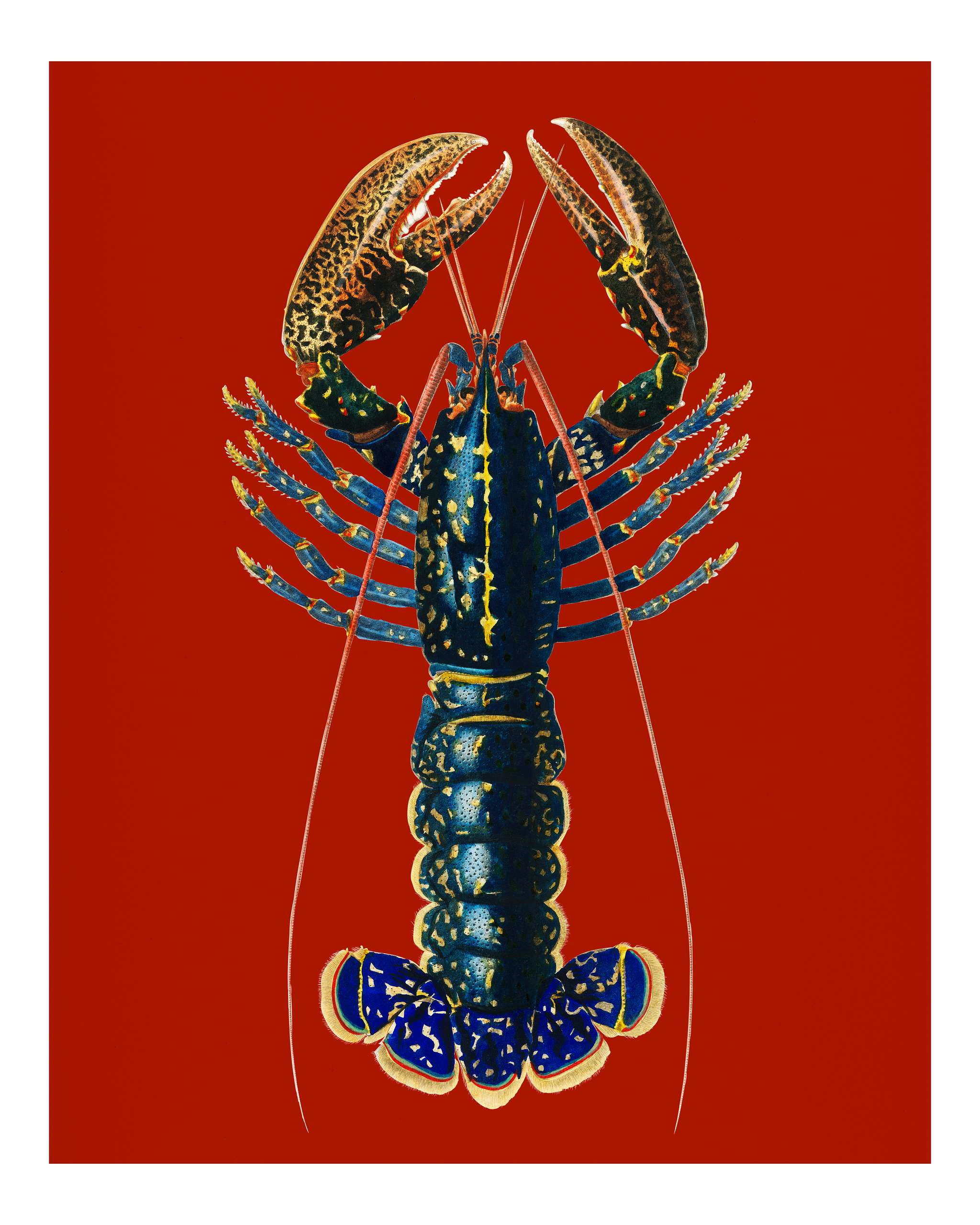 Crimson Crawfish (Palemon Ornatum) illustrated by Charles Dessalines D' Orbigny (1806-1876). Digitally enhanced from our... Crimson Crawfish (Palemon Ornatum) illustrated by Charles Dessalines D' Orbigny (1806-1876). Digitally enhanced from our...