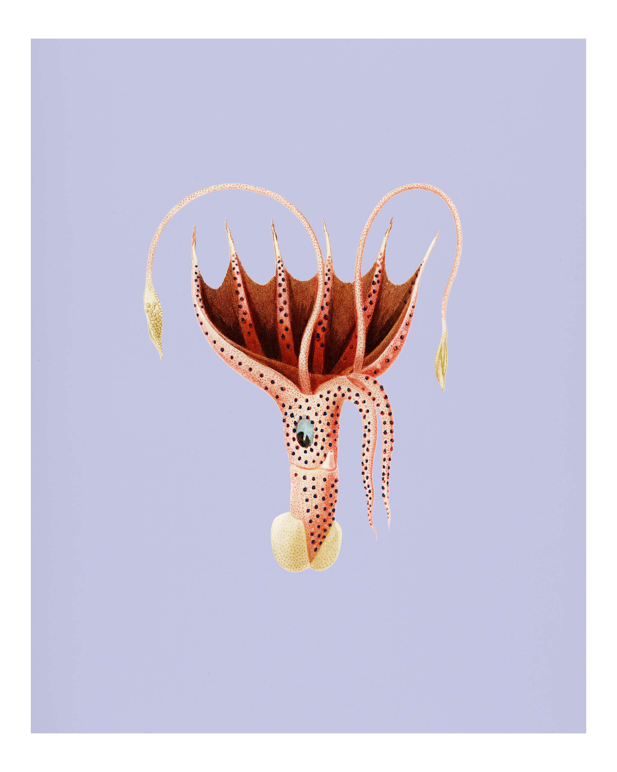 The umbrella squid (Histioteuthis bonnellii) illustrated by Charles Dessalines D' Orbigny (1806-1876). Digitally... The umbrella squid (Histioteuthis bonnellii) illustrated by Charles Dessalines D' Orbigny (1806-1876). Digitally...