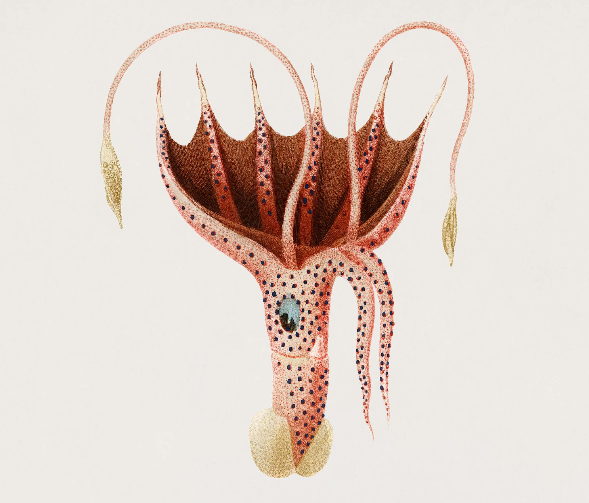 The umbrella squid (Histioteuthis bonnellii) illustrated by Charles Dessalines D' Orbigny (1806-1876). Digitally... The umbrella squid (Histioteuthis bonnellii) illustrated by Charles Dessalines D' Orbigny (1806-1876). Digitally...