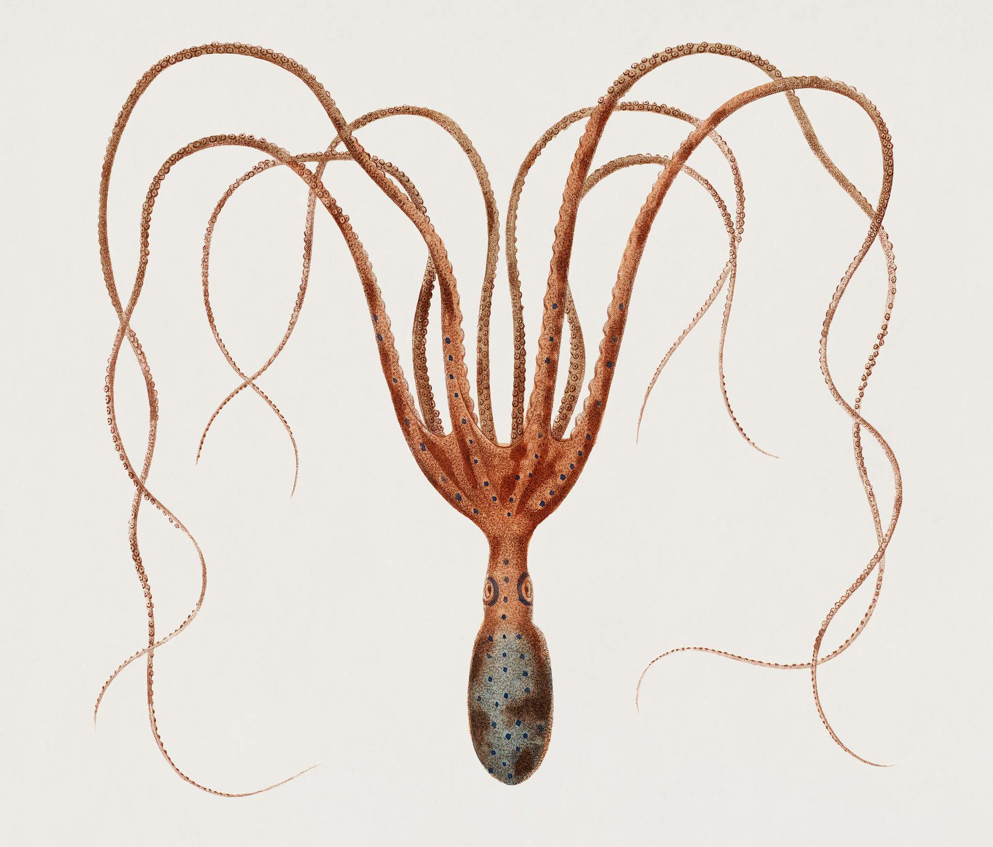 The common octopus (Octopus vulgaris) illustrated by Charles Dessalines D' Orbigny (1806-1876). Digitally enhanced from... The common octopus (Octopus vulgaris) illustrated by Charles Dessalines D' Orbigny (1806-1876). Digitally enhanced from...