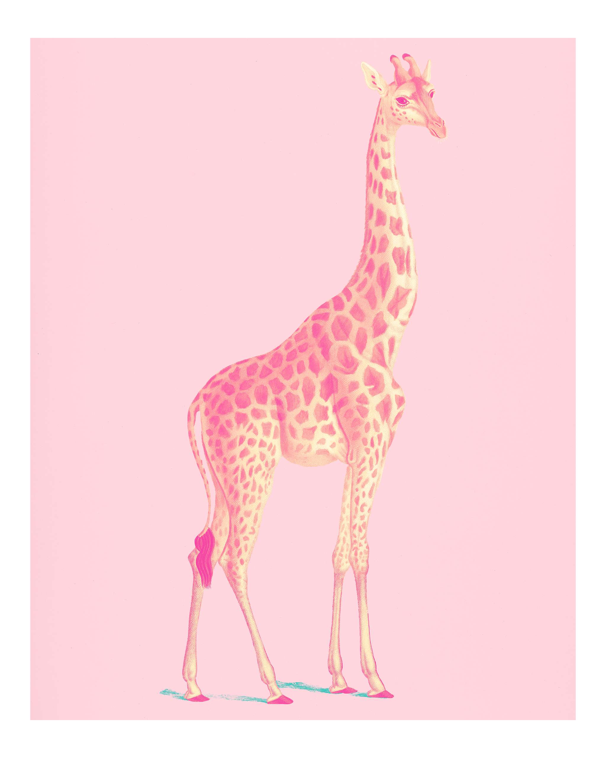 Giraffe (Giraffa camelopardalis) illustrated by Charles Dessalines D' Orbigny (1806-1876). Digitally enhanced from our... Giraffe (Giraffa camelopardalis) illustrated by Charles Dessalines D' Orbigny (1806-1876). Digitally enhanced from our...