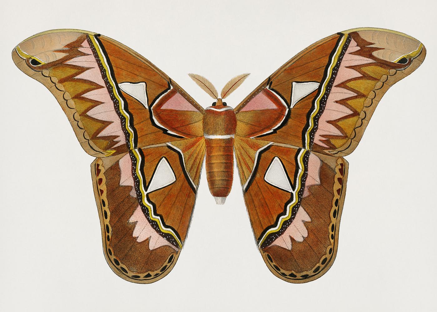 Vintage Illustration of Attacus Atlas Moth (Attacus Aurora) Vintage Illustration of Attacus Atlas Moth (Attacus Aurora)