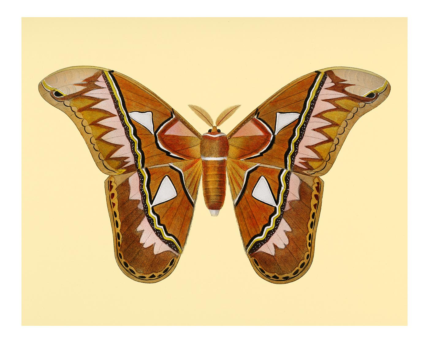 Vintage Illustration of Attacus Atlas Moth (Attacus Aurora) Vintage Illustration of Attacus Atlas Moth (Attacus Aurora)