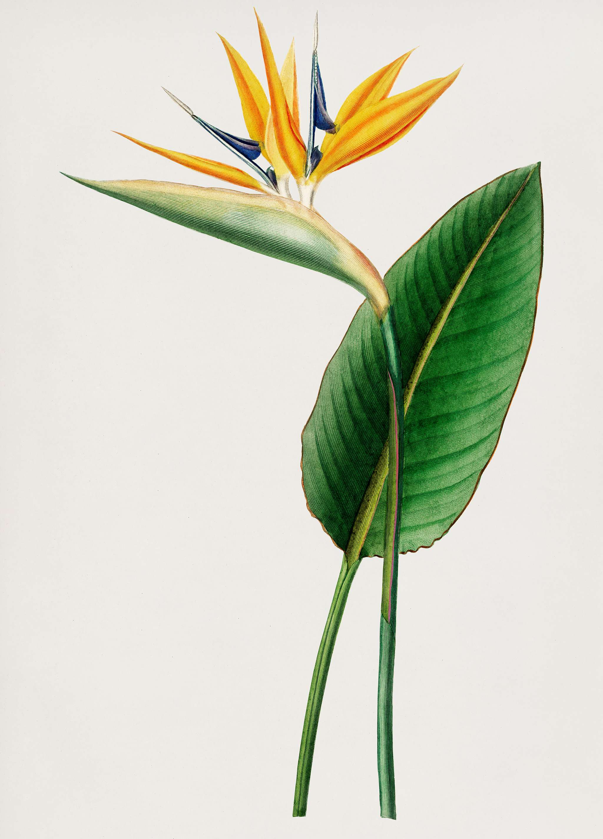 Bird of paradise (Strelitzia Reginae) illustrated by Charles Dessalines D' Orbigny (1806-1876). Digitally enhanced from... Bird of paradise (Strelitzia Reginae) illustrated by Charles Dessalines D' Orbigny (1806-1876). Digitally enhanced from...