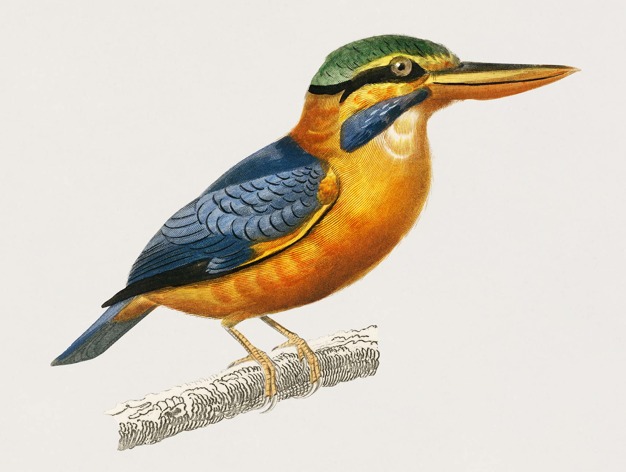 Rufous-collared kingfisher (Martin chasseur trapu) illustrated by Charles Dessalines D' Orbigny (1806-1876). Digitally... Rufous-collared kingfisher (Martin chasseur trapu) illustrated by Charles Dessalines D' Orbigny (1806-1876). Digitally...