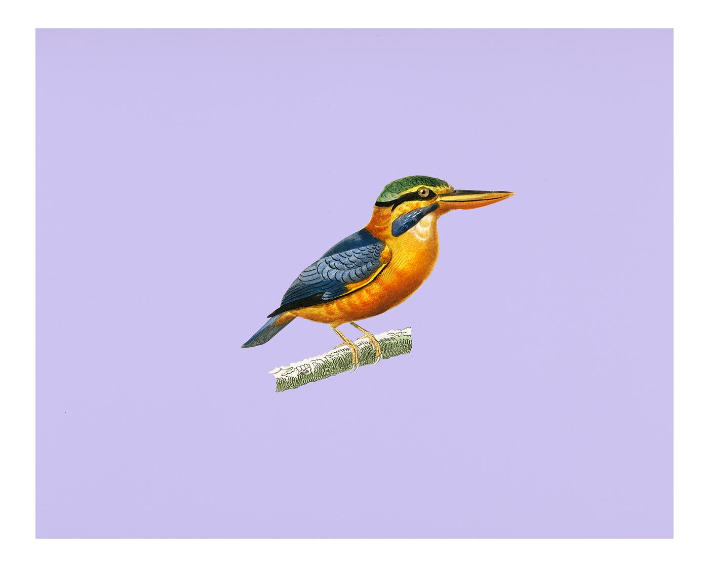 Vintage Illustration of Rufous-collared kingfisher (Martin chasseur trapu) Vintage Illustration of Rufous-collared kingfisher (Martin chasseur trapu)