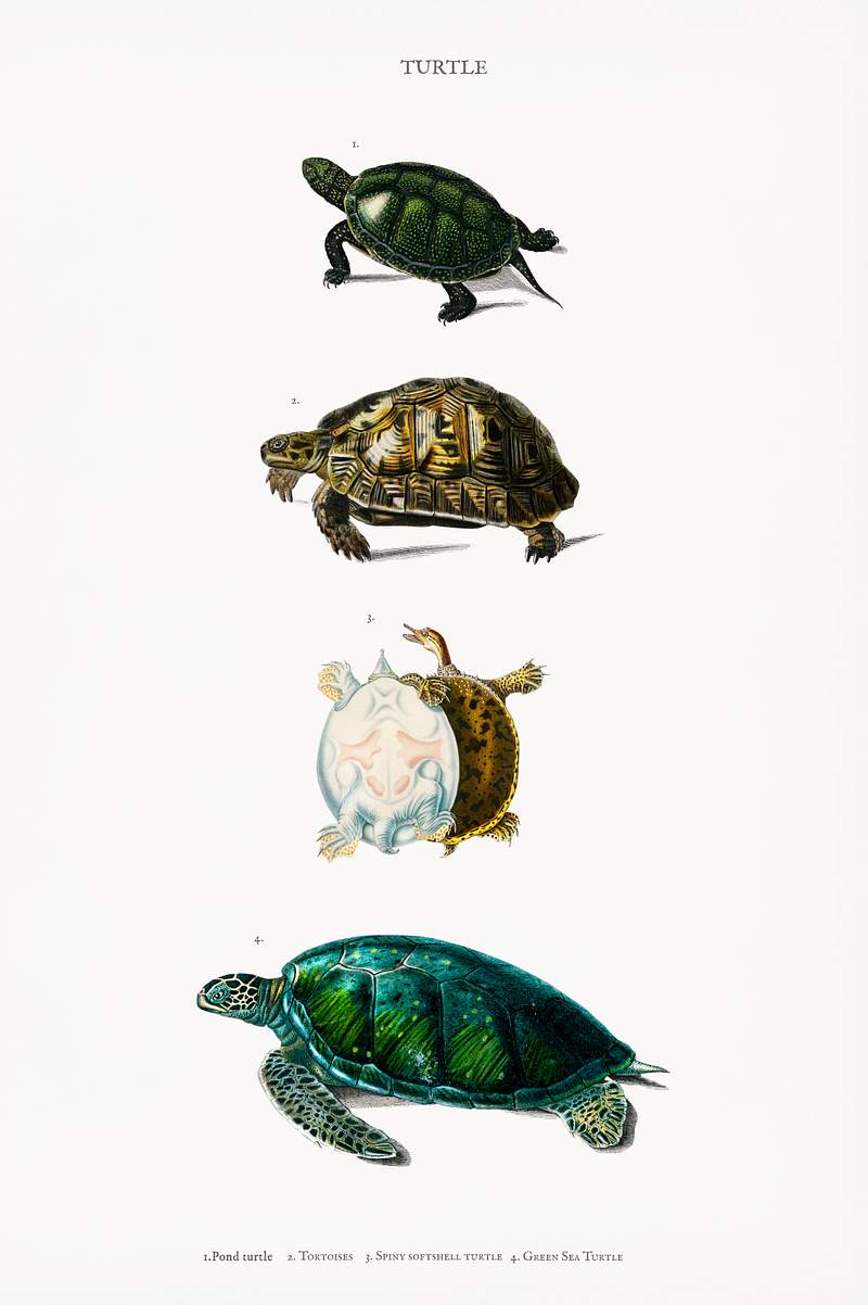 Different types of turtles illustrated by… | Royalty free stock Illustration | High Resolution graphic Different types of turtles illustrated by Charles Dessalines D' Orbigny (1806-1876). Digitally enhanced from our own 1892…