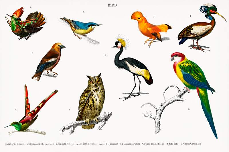 Different types of birds illustrated | Premium Photo - rawpixel