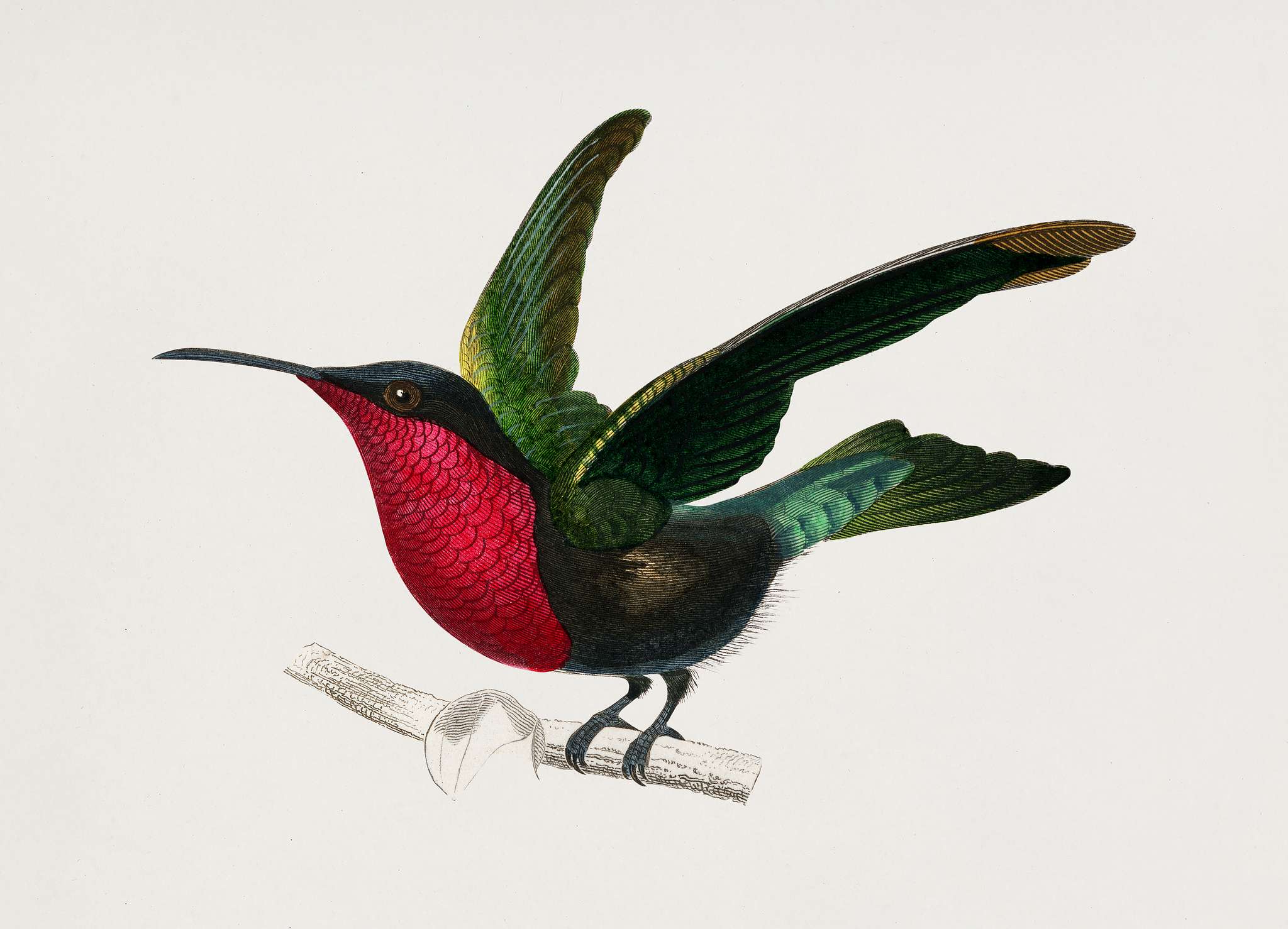 Garnet-throated hummingbird (Trochilus granatinus) illustrated by Charles Dessalines D' Orbigny (1806-1876). Digitally... Garnet-throated hummingbird (Trochilus granatinus) illustrated by Charles Dessalines D' Orbigny (1806-1876). Digitally...