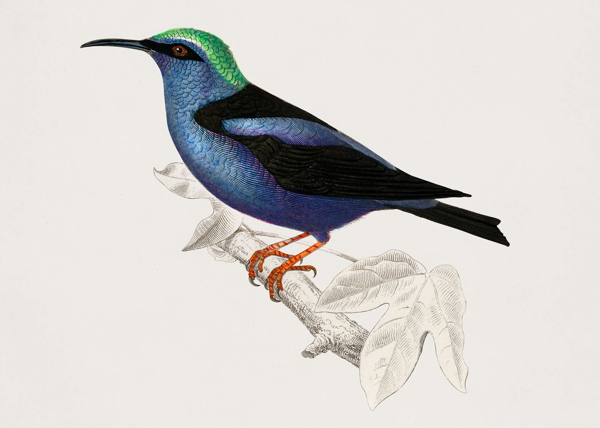 Red-legged honeycreeper (Caereba cyanea) illustrated by Charles Dessalines D' Orbigny (1806-1876). Digitally enhanced... Red-legged honeycreeper (Caereba cyanea) illustrated by Charles Dessalines D' Orbigny (1806-1876). Digitally enhanced...