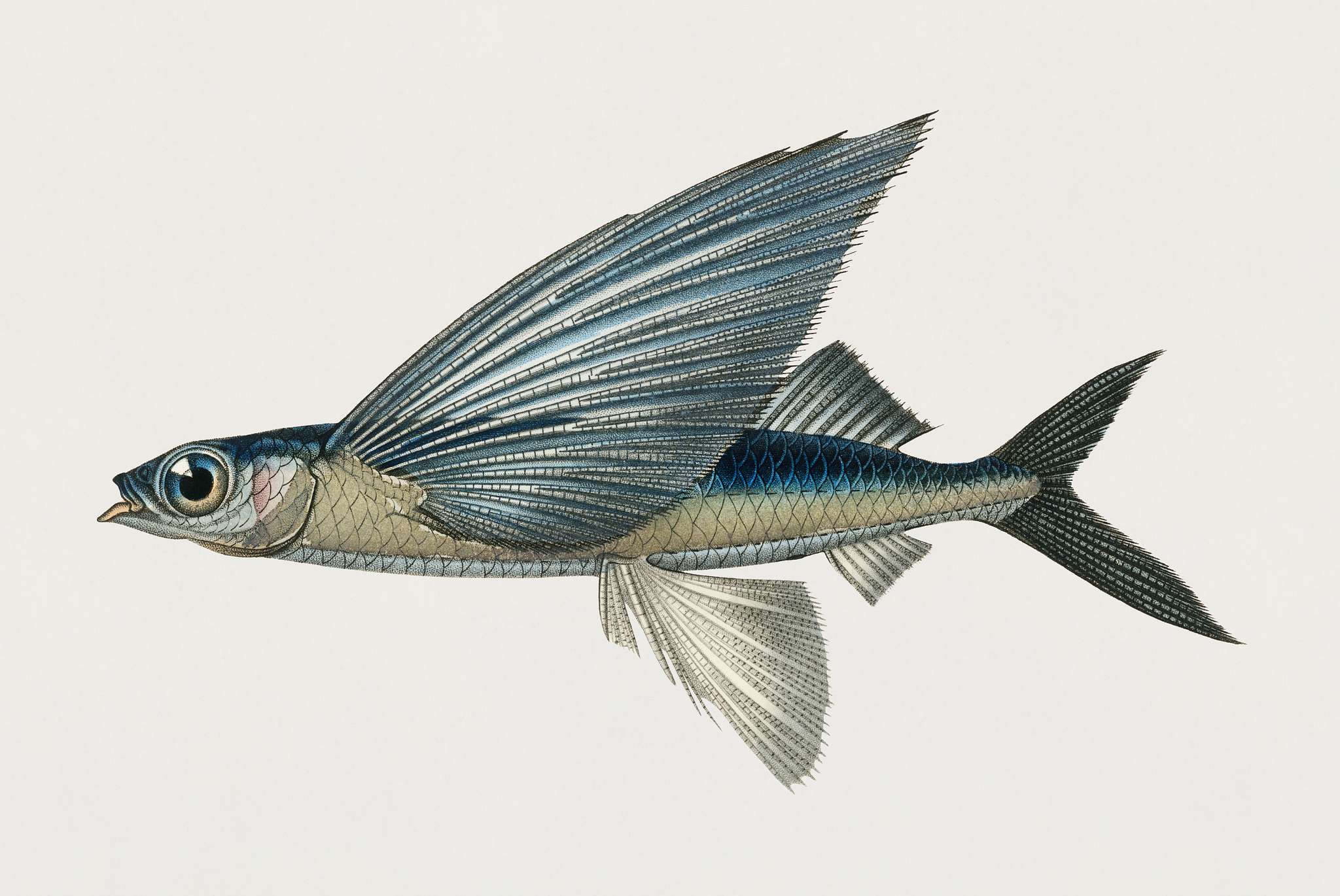 Stropical two wing flying fish (Exocoetus Volitan) illustrated by Charles Dessalines D' Orbigny (1806-1876). Digitally... Stropical two wing flying fish (Exocoetus Volitan) illustrated by Charles Dessalines D' Orbigny (1806-1876). Digitally...