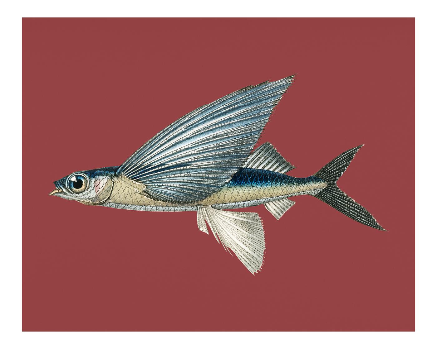Vintage Illustration of Tropical two wing flying fish (Exocoetus Volitan) Vintage Illustration of Tropical two wing flying fish (Exocoetus Volitan)