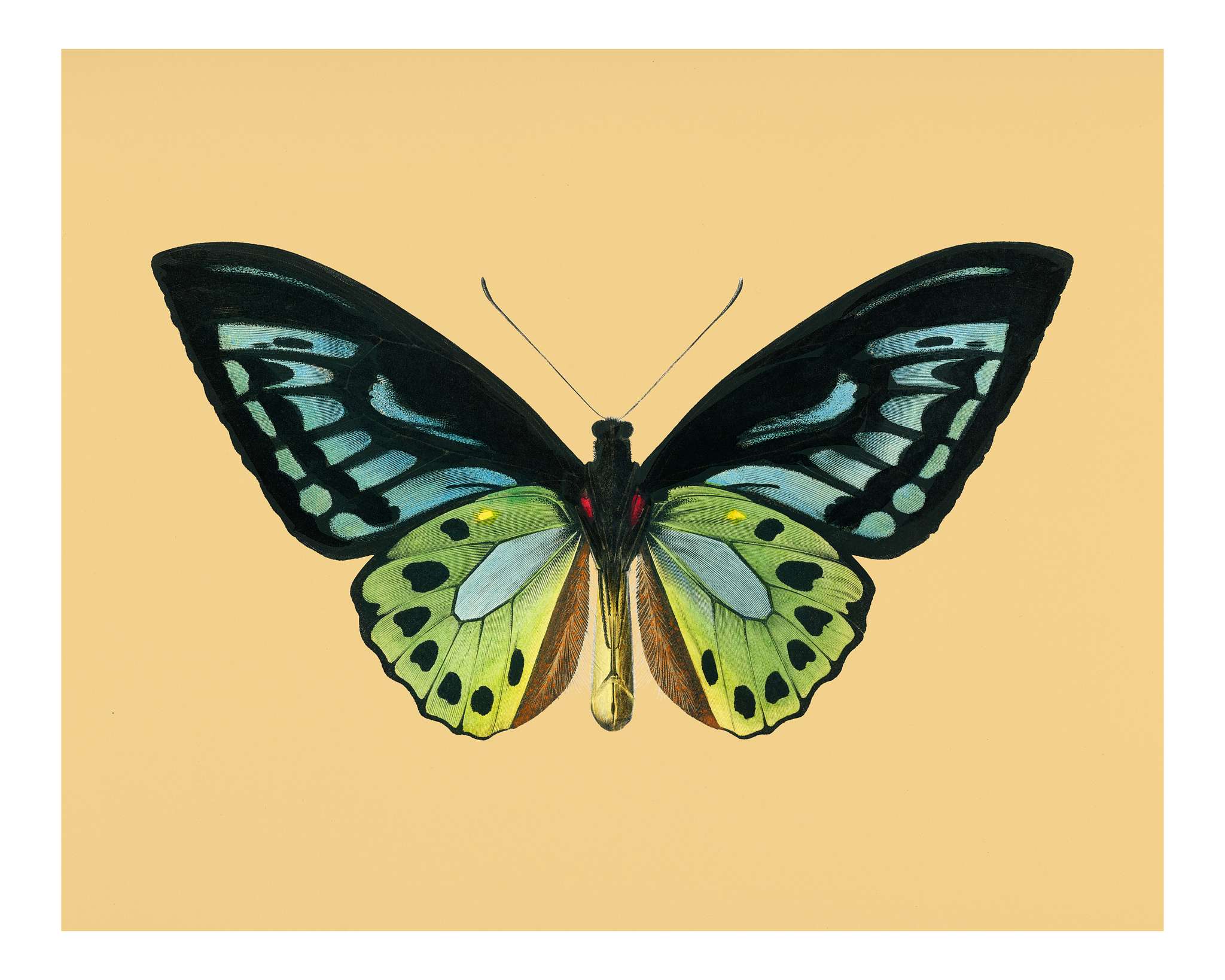 Green birdwing (Ornithoptera priamus) illustrated by Charles Dessalines D' Orbigny (1806-1876). Digitally enhanced from... Green birdwing (Ornithoptera priamus) illustrated by Charles Dessalines D' Orbigny (1806-1876). Digitally enhanced from...