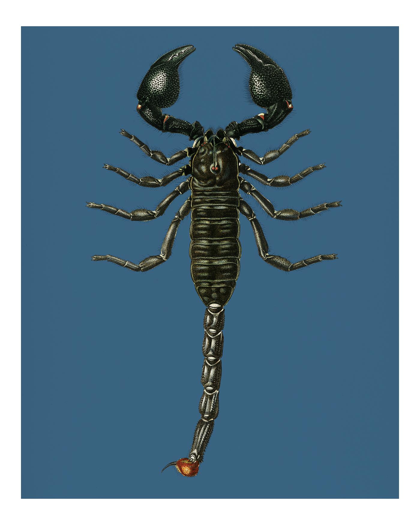 Vintage Illustration of The Emperor Scorpion (Buthus Afer) Vintage Illustration of The Emperor Scorpion (Buthus Afer)