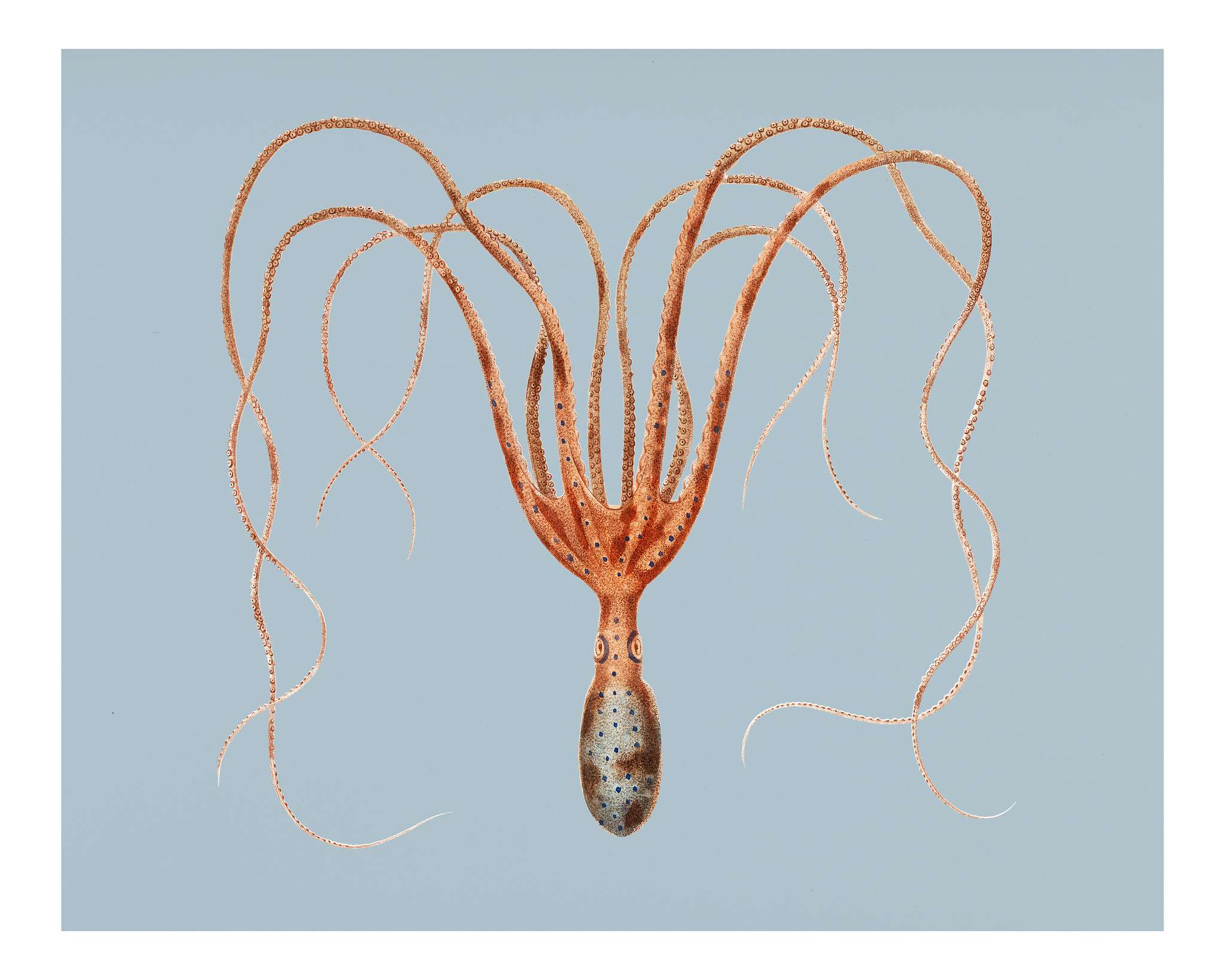 The common octopus (Octopus vulgaris) illustrated by Charles Dessalines D' Orbigny (1806-1876). Digitally enhanced from... The common octopus (Octopus vulgaris) illustrated by Charles Dessalines D' Orbigny (1806-1876). Digitally enhanced from...