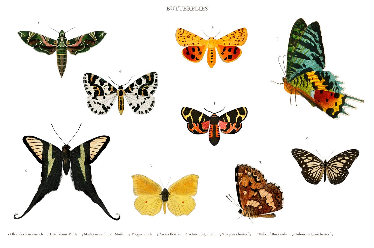 Different types of butterfly illustrated by Charles Dessalines D' Orbigny (1806-1876). Digitally enhanced from our own... Different types of butterfly illustrated by Charles Dessalines D' Orbigny (1806-1876). Digitally enhanced from our own...