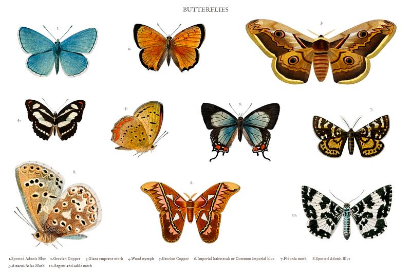 Different types of butterflies and moths illustrated by Charles ...