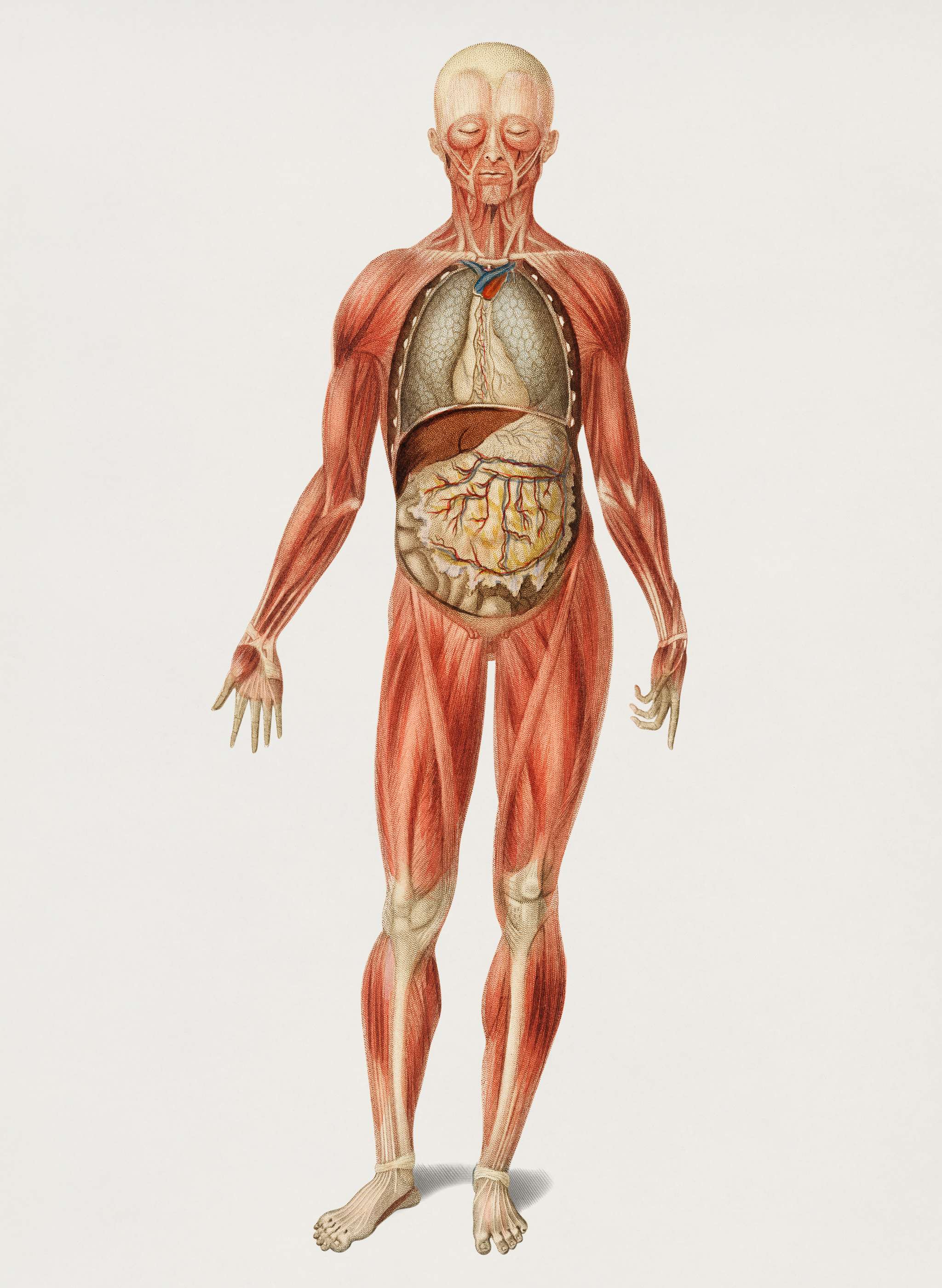 Myology and disposition of the viscera illustrated by Charles Dessalines D' Orbigny (1806-1876). Digitally enhanced from... Myology and disposition of the viscera illustrated by Charles Dessalines D' Orbigny (1806-1876). Digitally enhanced from...