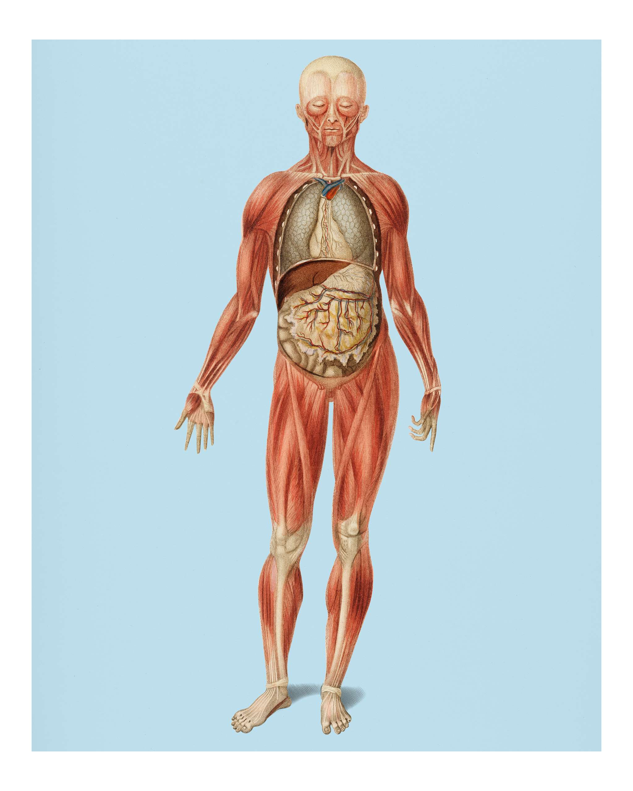 Myology and disposition of the viscera illustrated by Charles Dessalines D' Orbigny (1806-1876). Digitally enhanced from... Myology and disposition of the viscera illustrated by Charles Dessalines D' Orbigny (1806-1876). Digitally enhanced from...